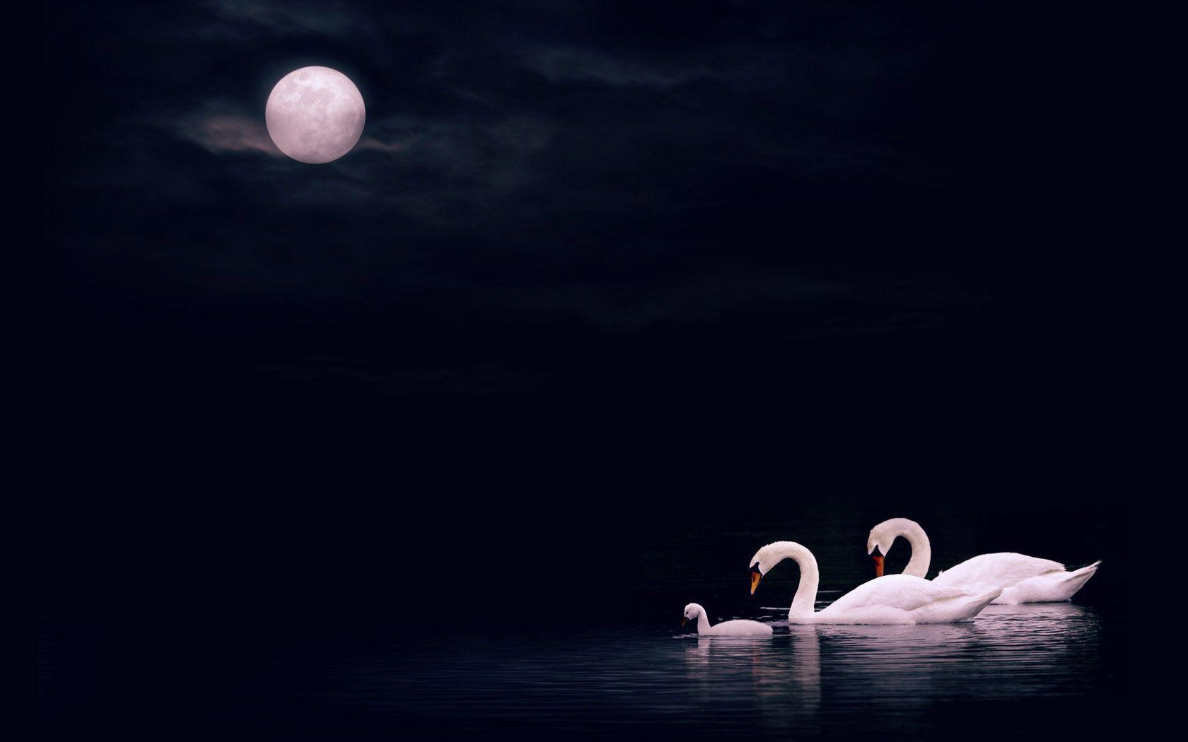 desktop background Swan lake photography wallpaper. Animal
