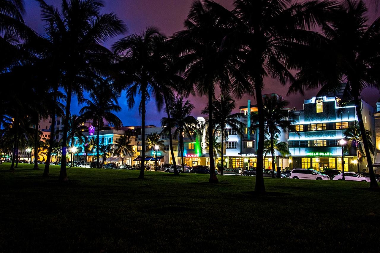Wallpaper USA Florida Miami palm trees Night Trees Cities