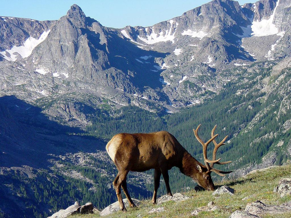 Rocky Mountain National Park. State Symbols USA