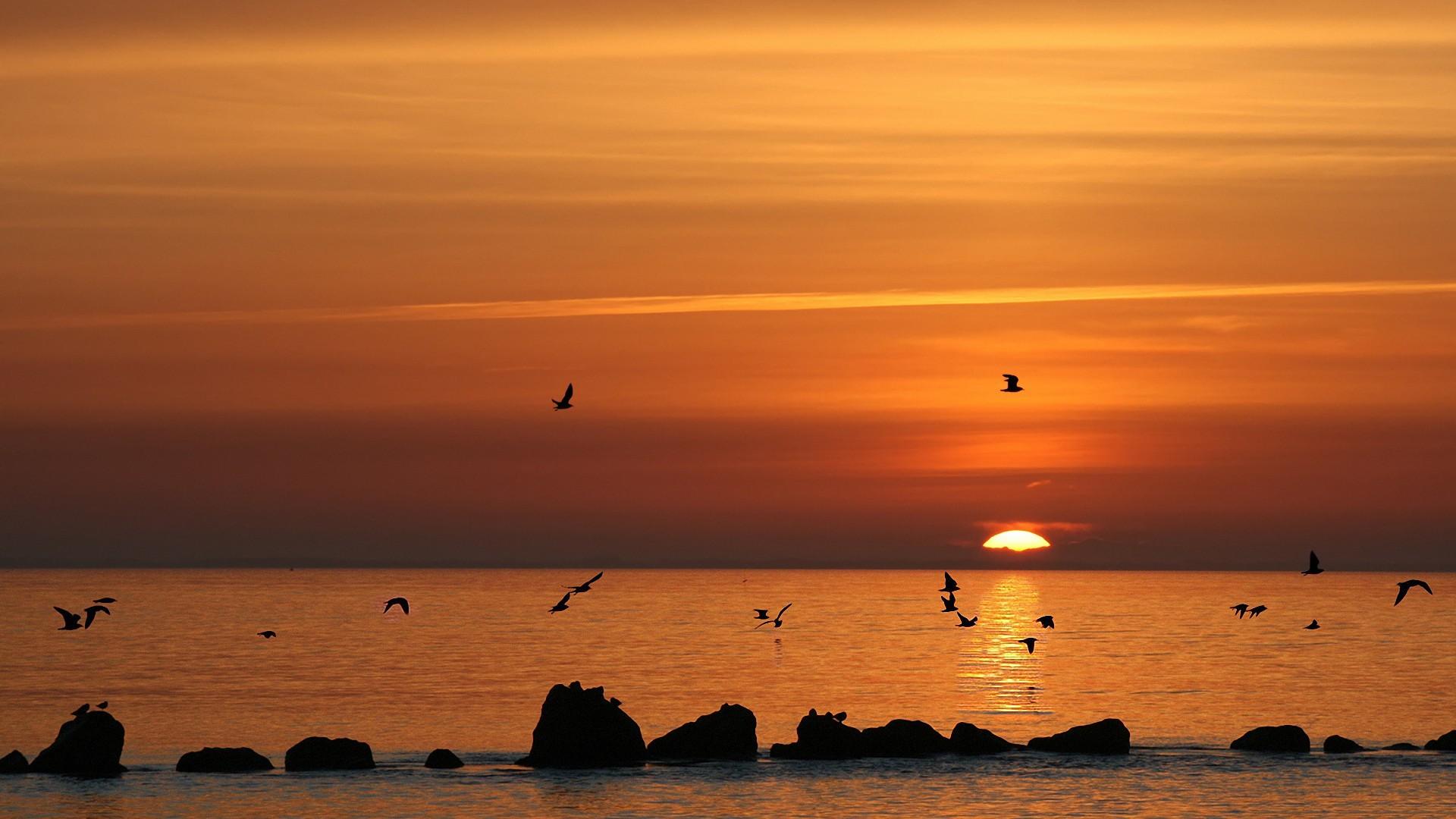 Group of Sunset Birds Sea Wallpaper