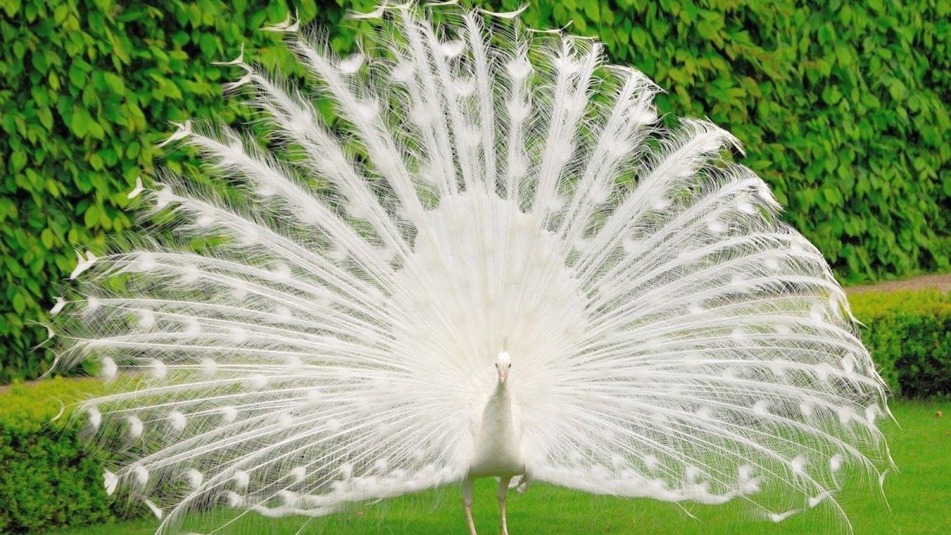 White Peacock Wallpapers HD.