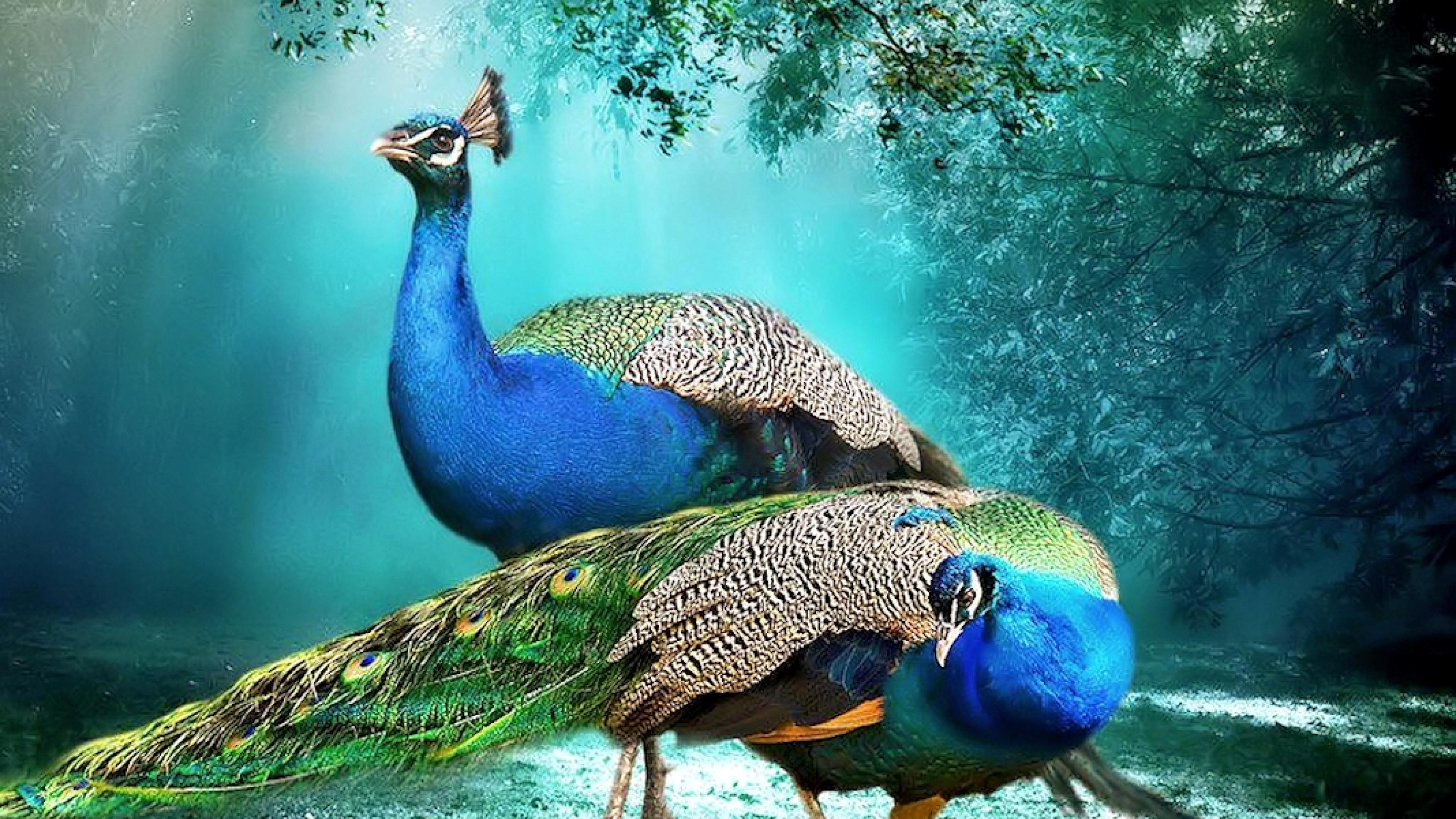 Beautiful Background Peacock Pair HD Wallpaper Beautiful