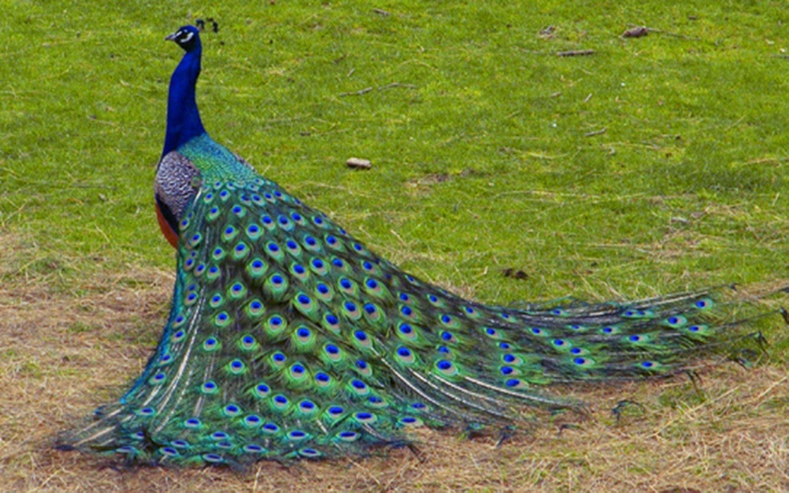 Peacock Wallpaper