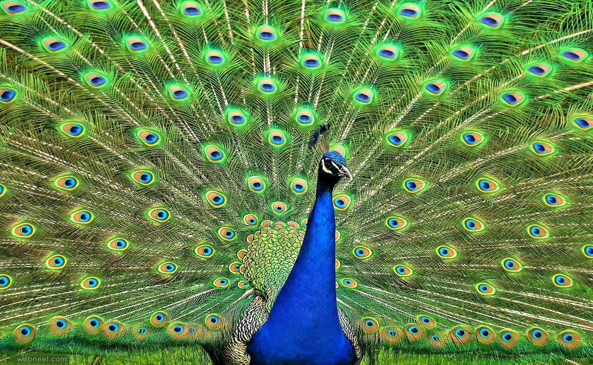 Beautiful Peacock Photo and White Peacock Picture