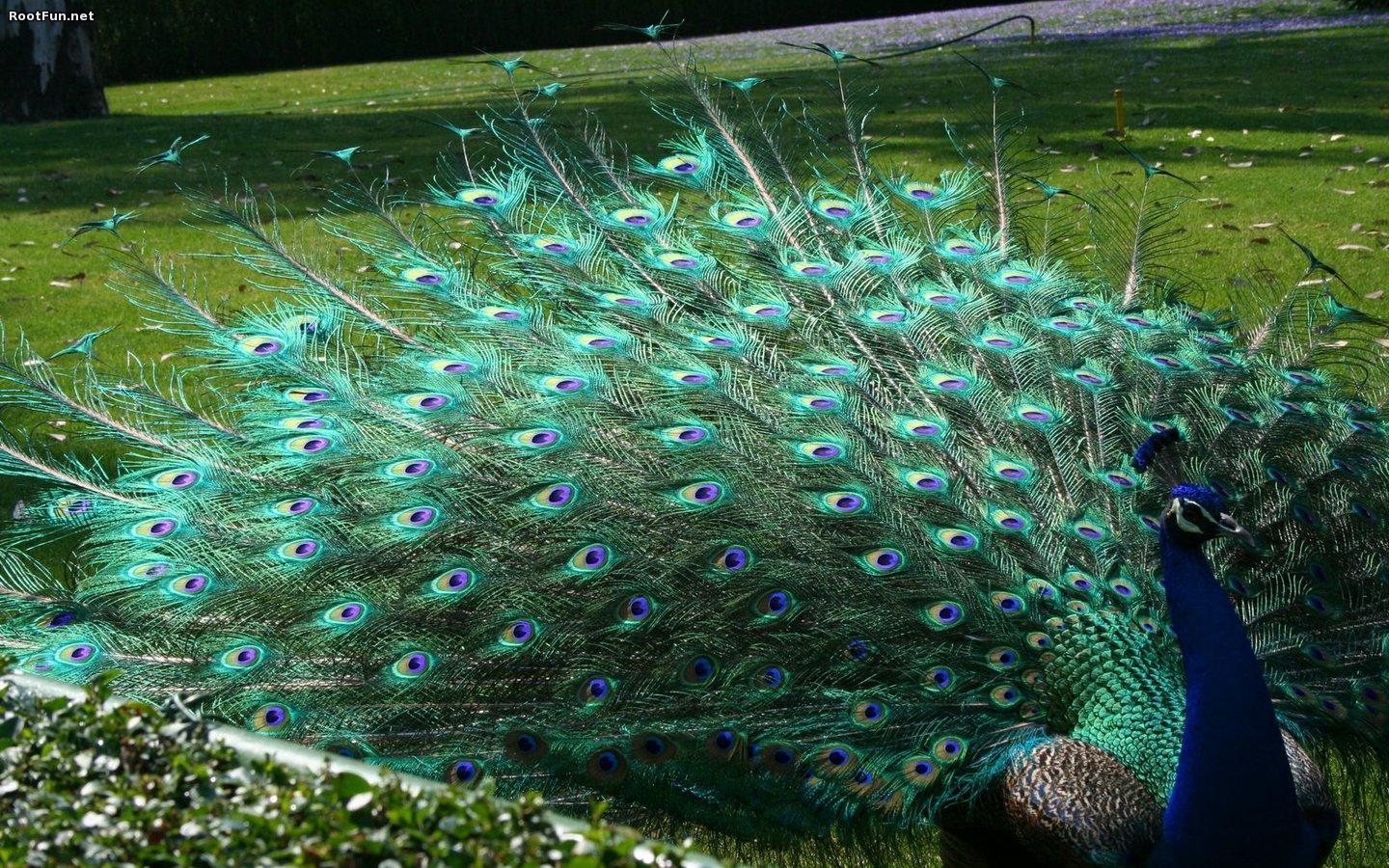 Beautiful Peacock Feather Bird Image Free