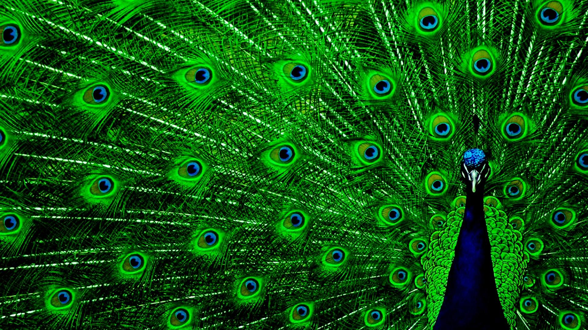 HD Peacock Wallpaper Cute Wallpaper