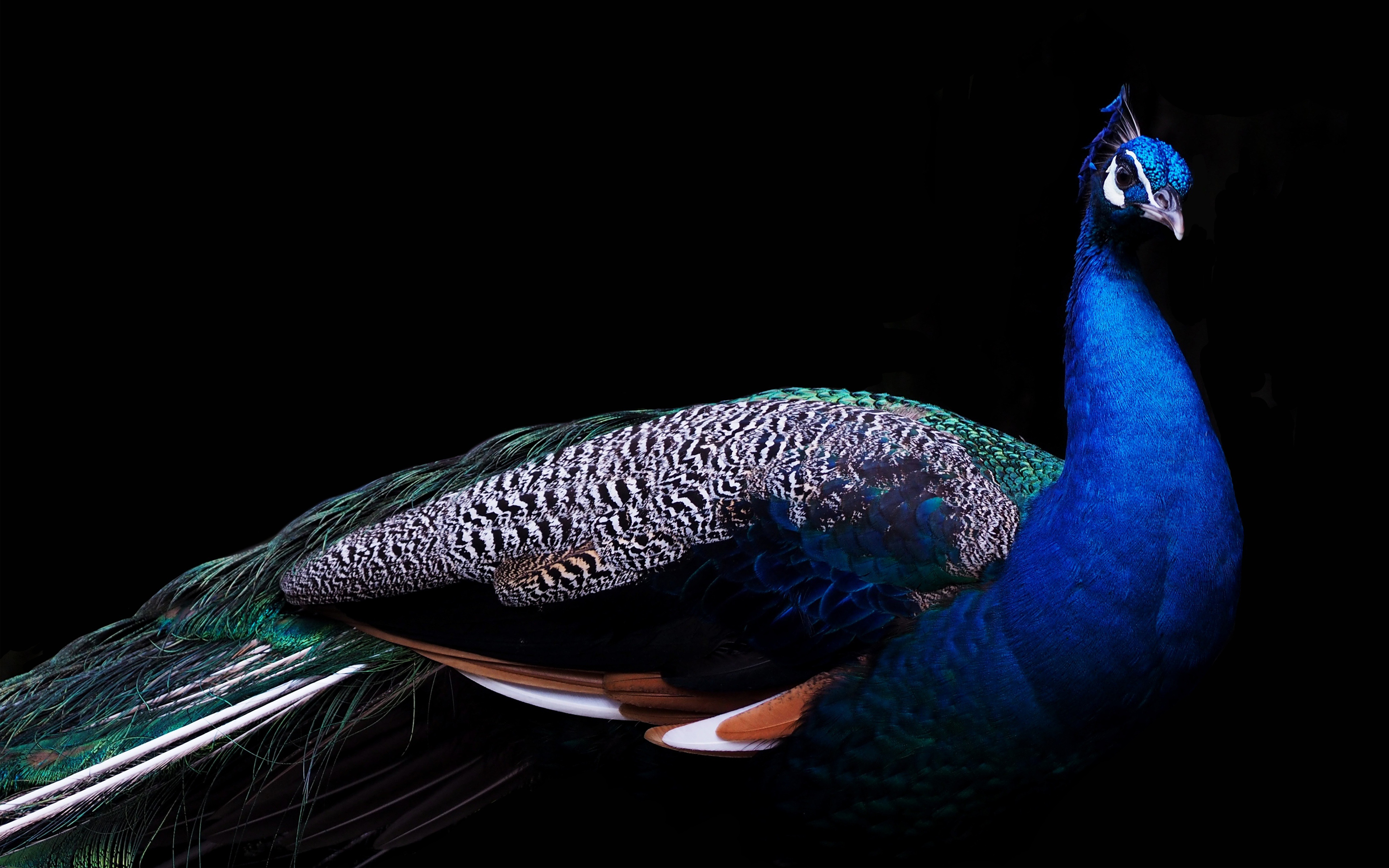 Beautiful Peacock 4k 4k Wallpaper Download