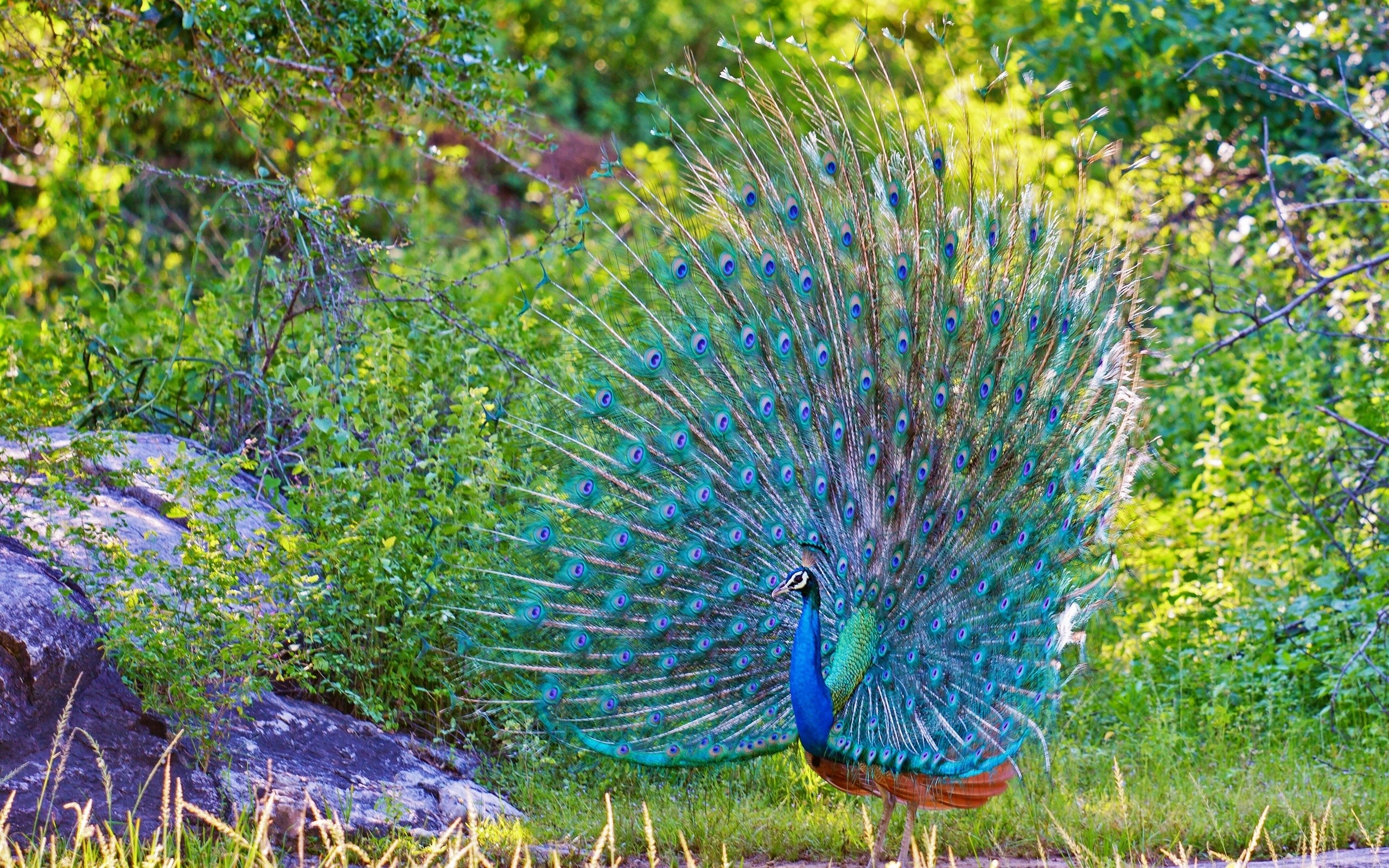 Bird Animals Beautiful Birds Peacocks Peacock Turquoise HD Wallpaper