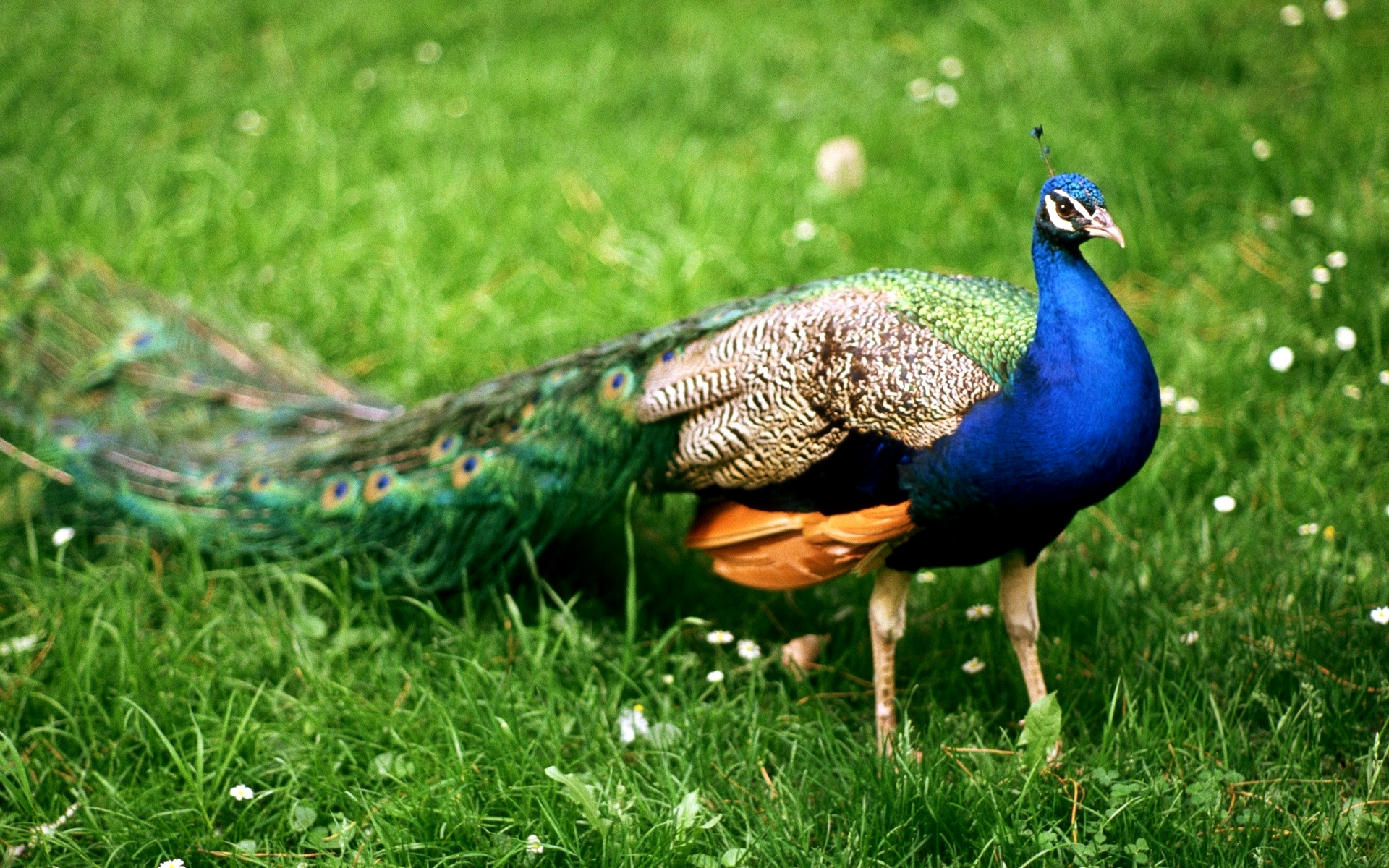 Beautiful Peacock Bird Image Gallery Wallpaper