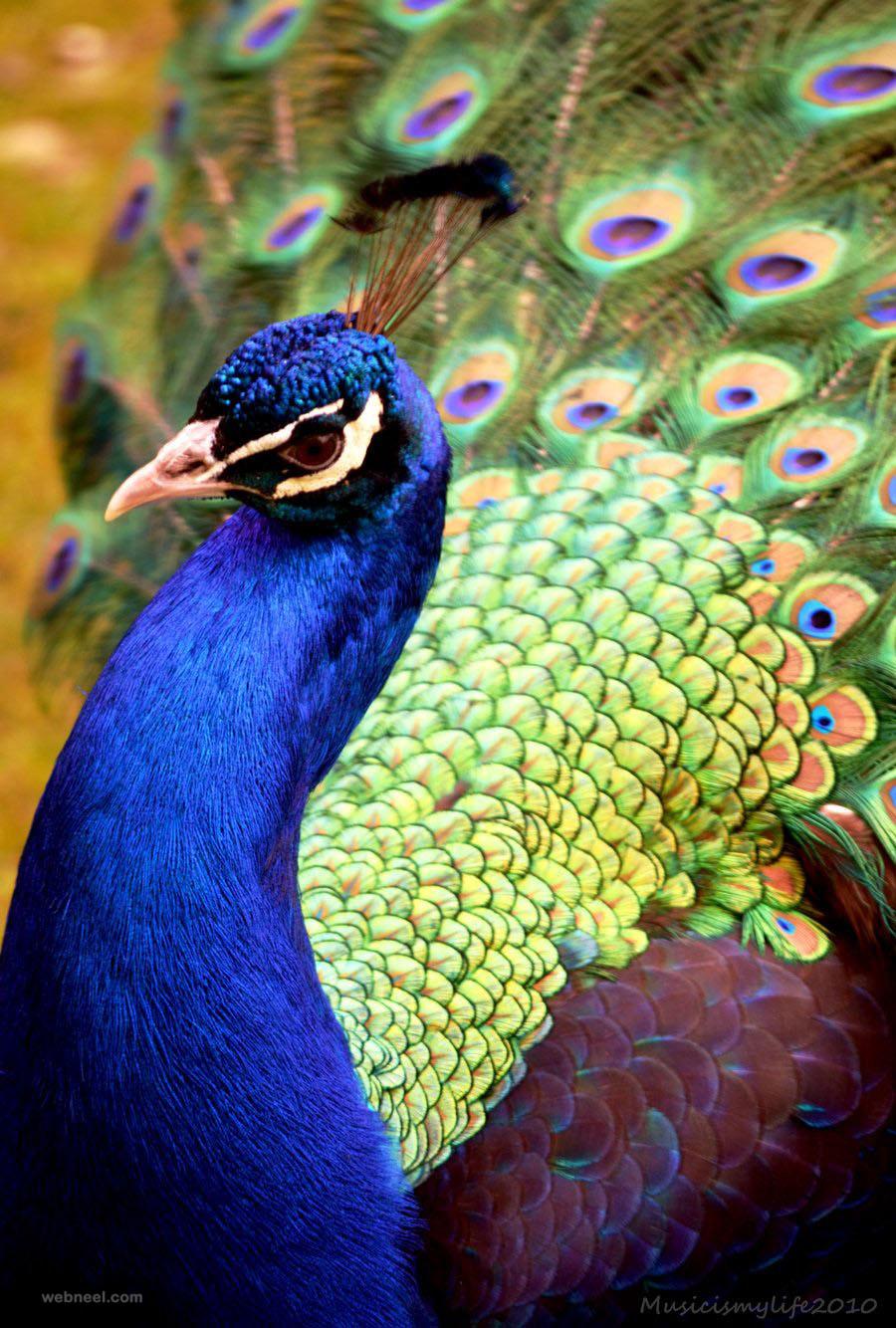 Beauty Peacock Wallpapers - Wallpaper Cave