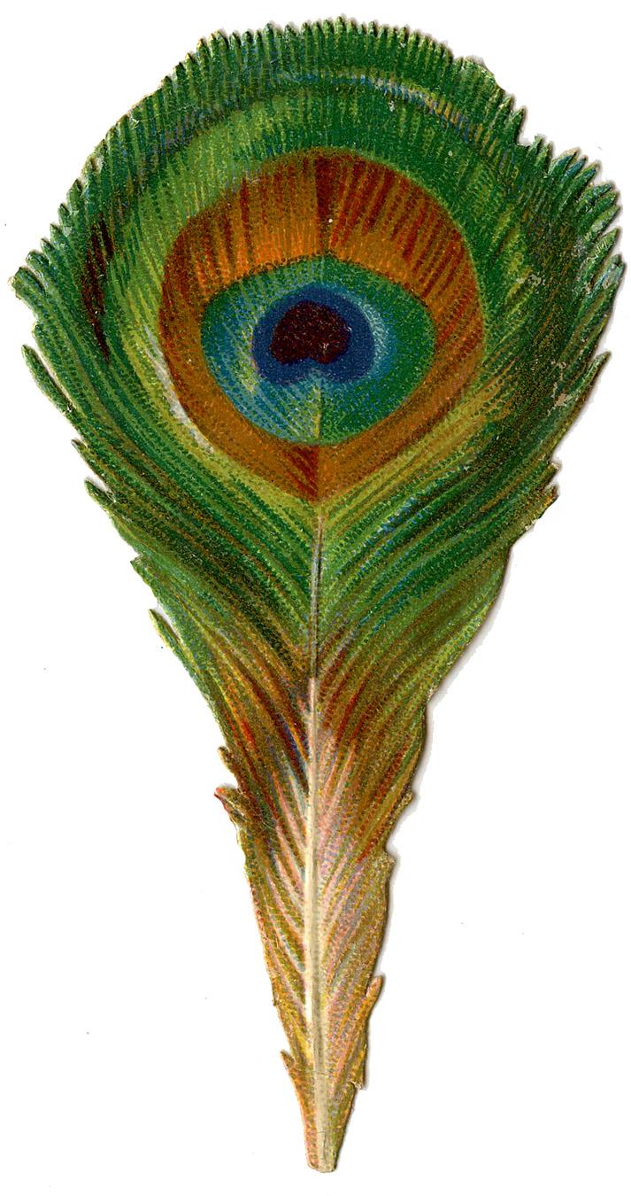 Feather Image Scraps Graphics Fairy