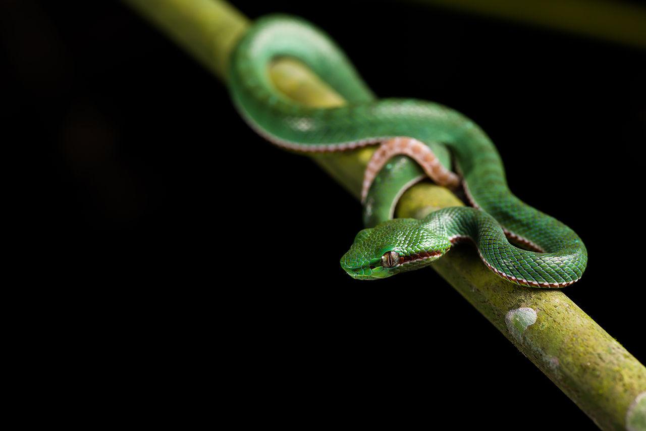 Trimeresurus Popeorum Pope's Pit Viper (male Juvenile) Kaeng