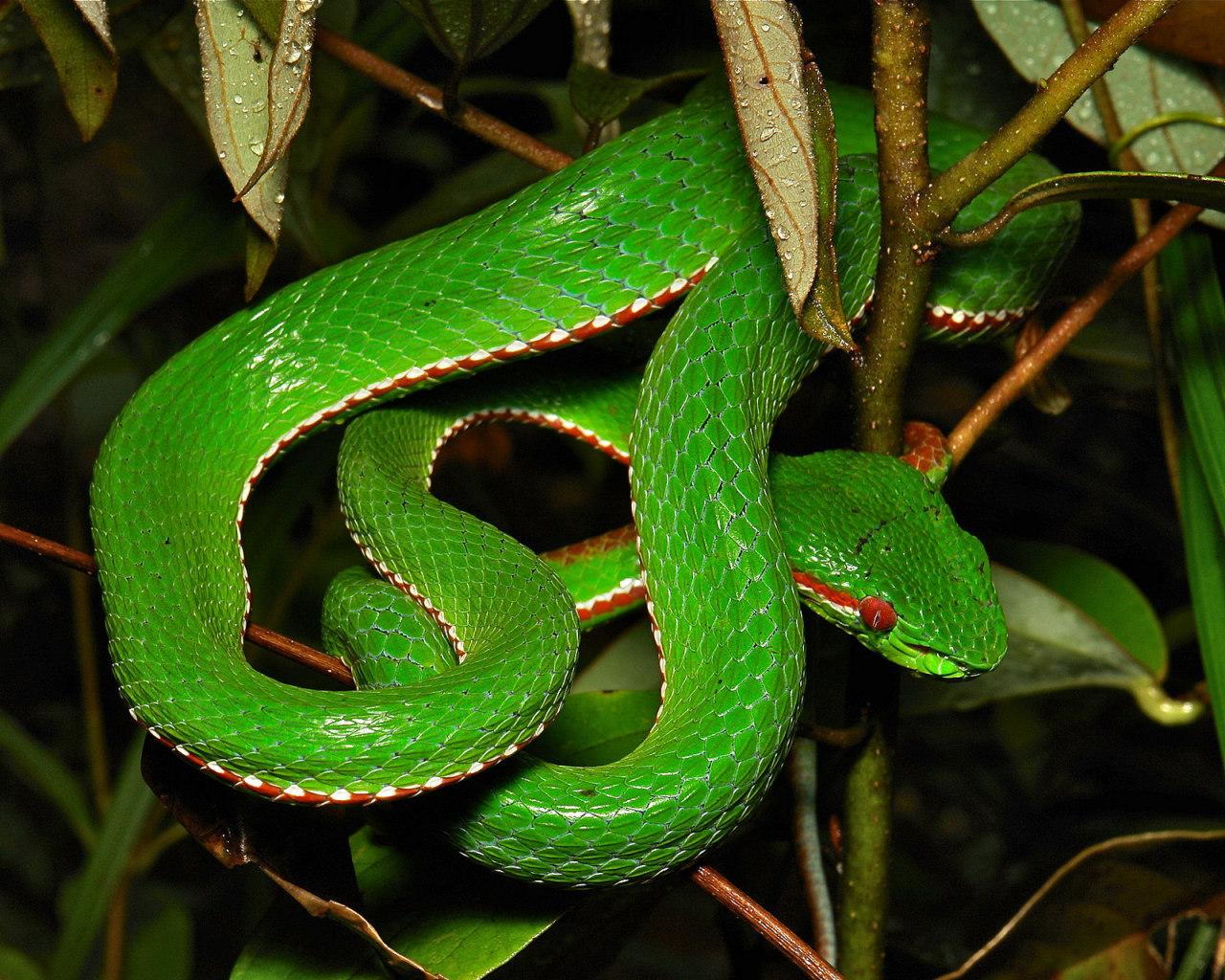 Trimeresurus Popeorum Wallpapers - Wallpaper Cave