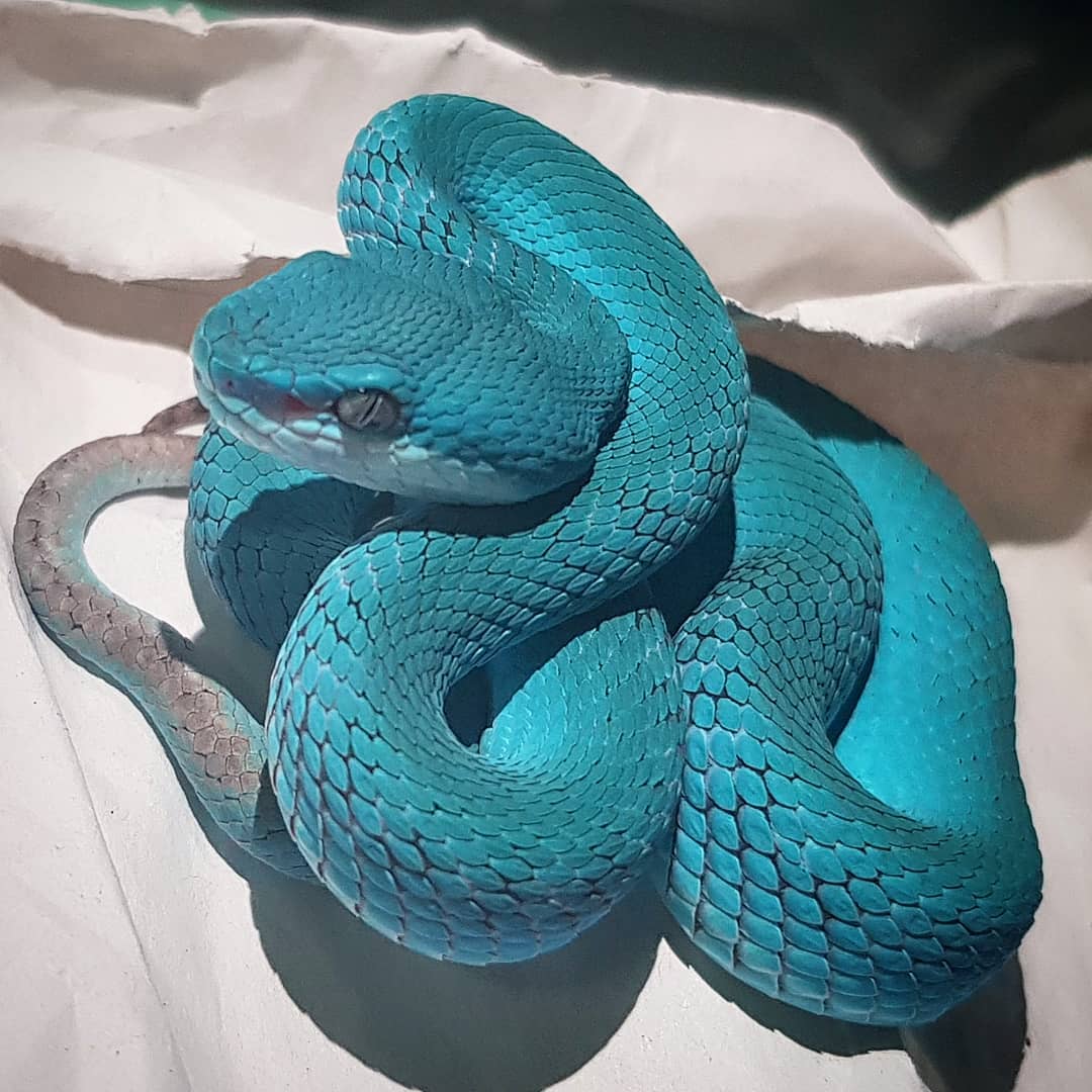 Explore hashtag #Trimeresurus Photo & Videos Download