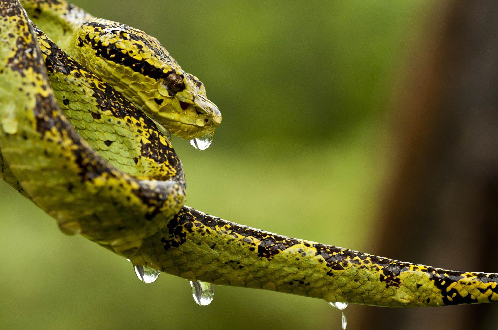 Malabar Pit Viper (Trimeresurus malabaricus) is a venomous pit viper