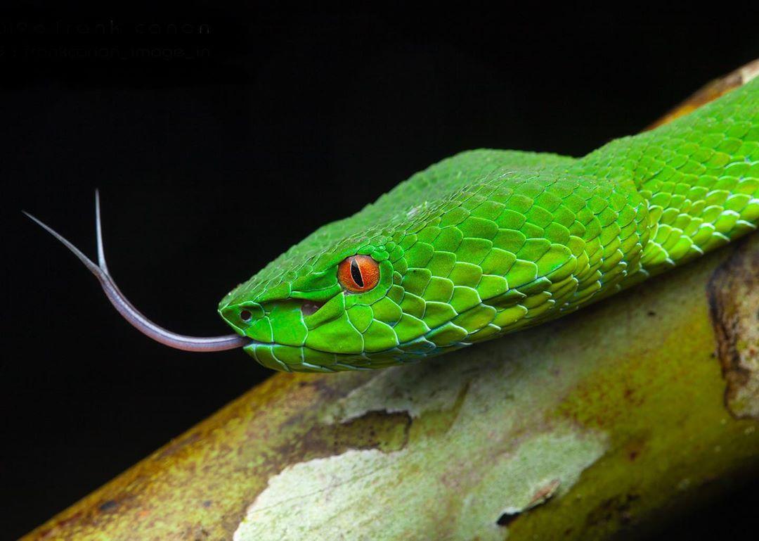 Trimeresurus Popeorum Wallpapers - Wallpaper Cave