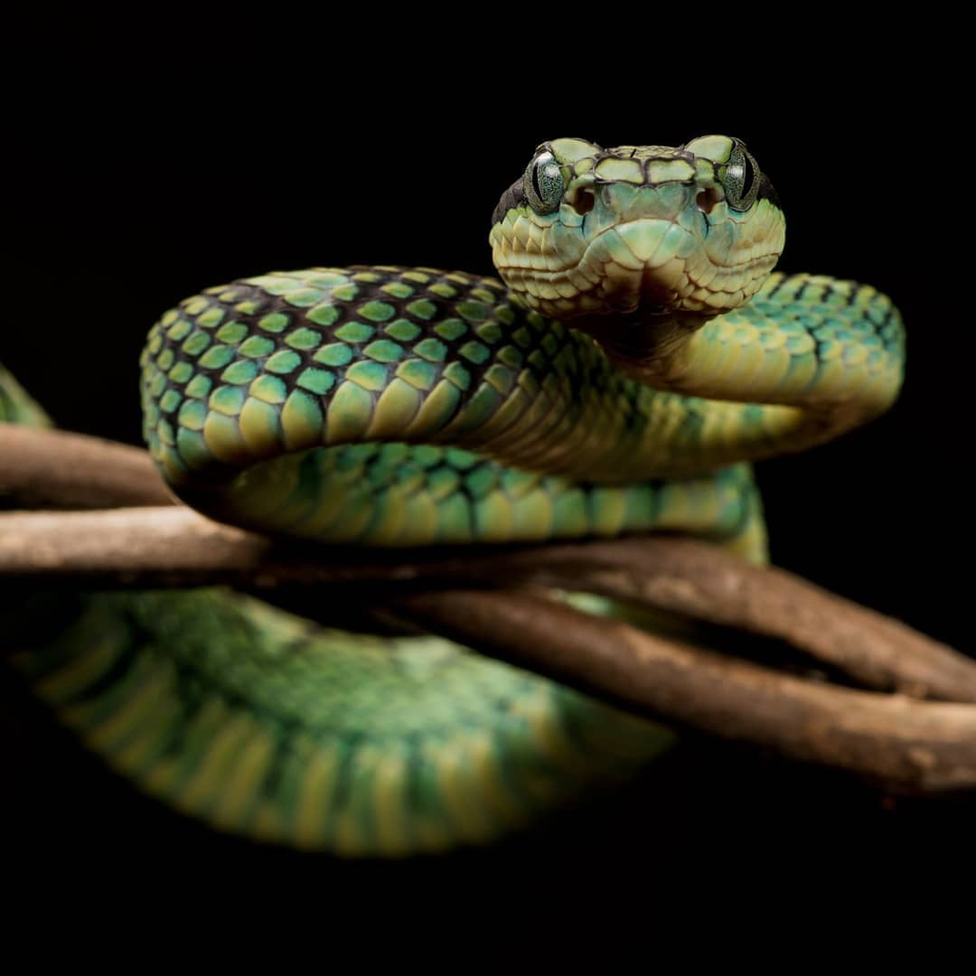 bamboopitviper Instagram posts (photos and videos)