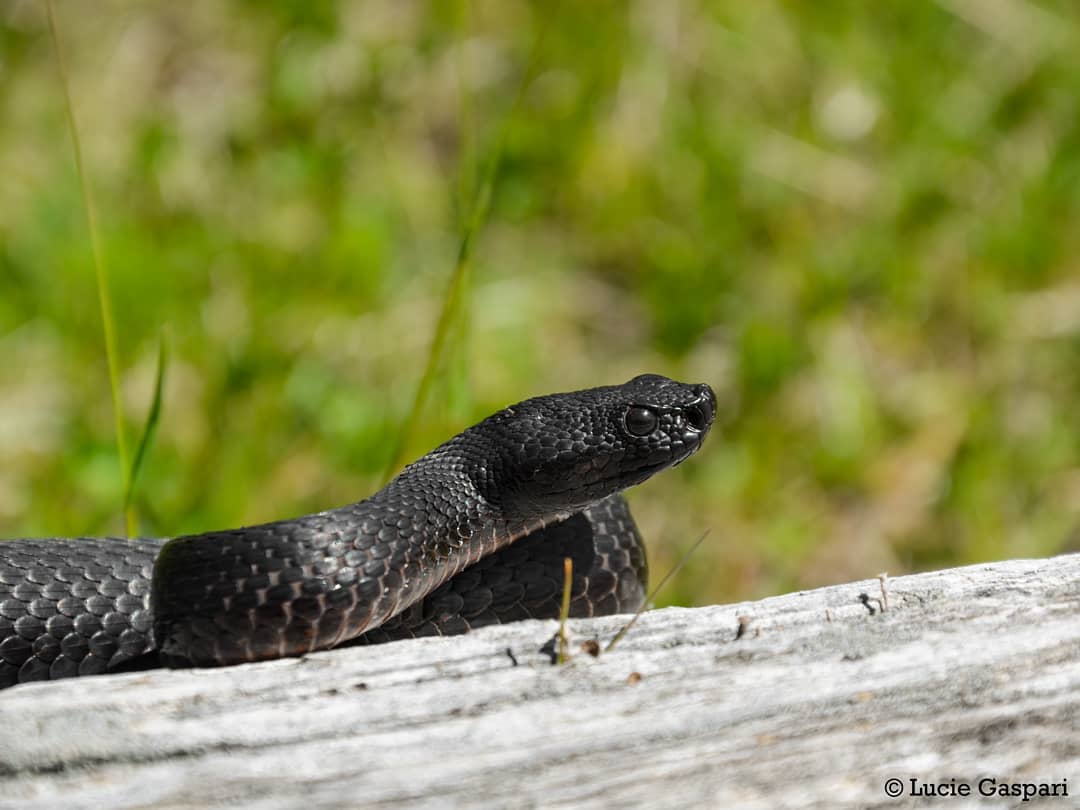 vipersofinstagram Instagram posts