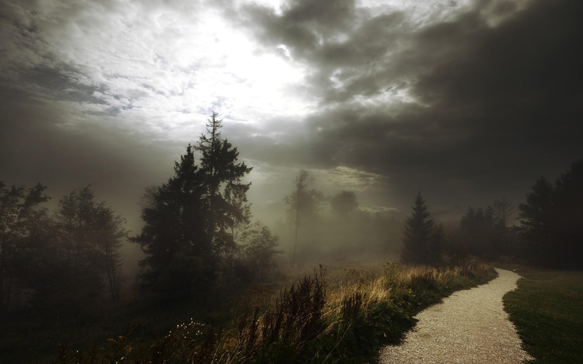 nature trees forest road path mist clouds dirt road