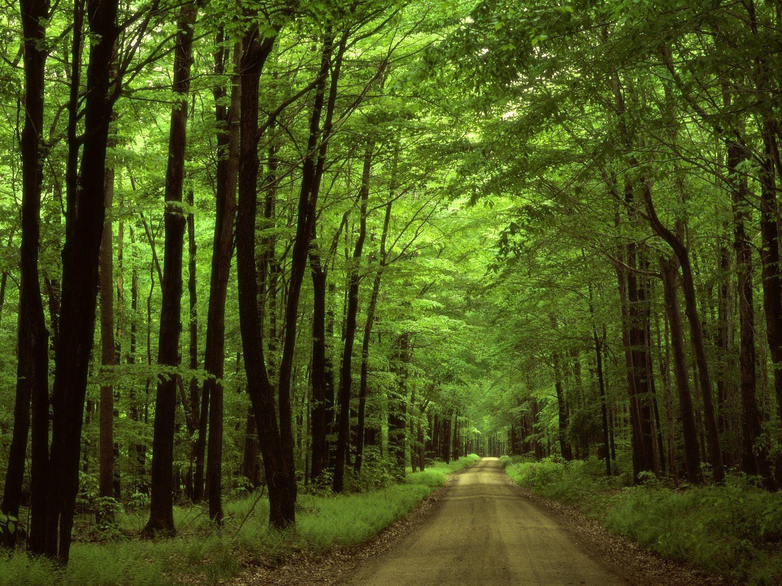 Nature forest trees roads scenery wallpaper