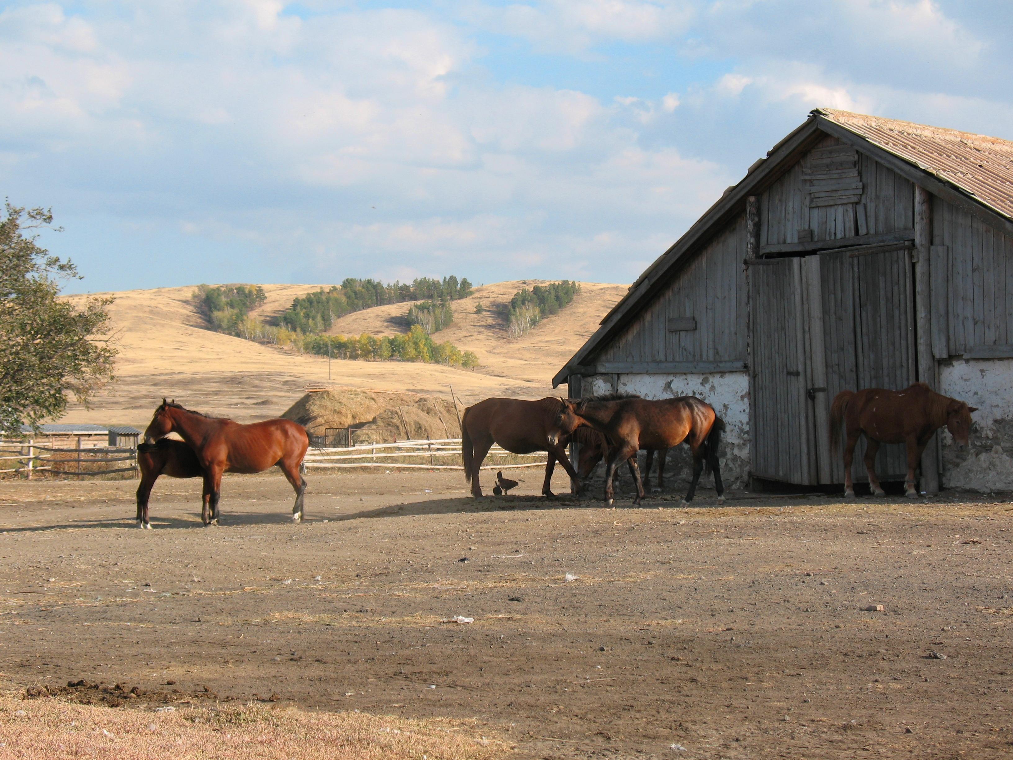 Horse Herd Kazakhstan Animals Farm Village