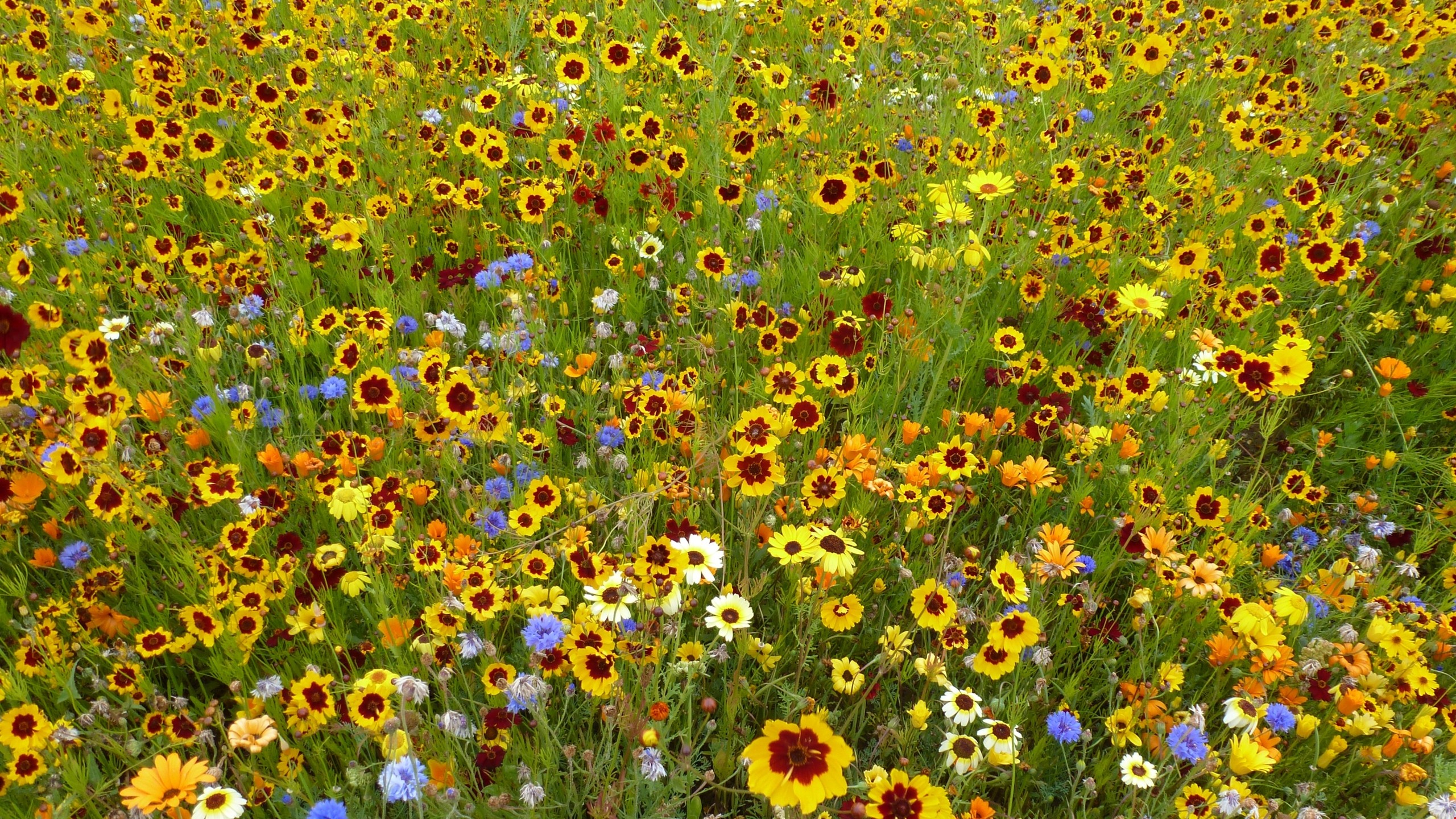 Wildflower Desktop Wallpaper Images  Free Download on Freepik