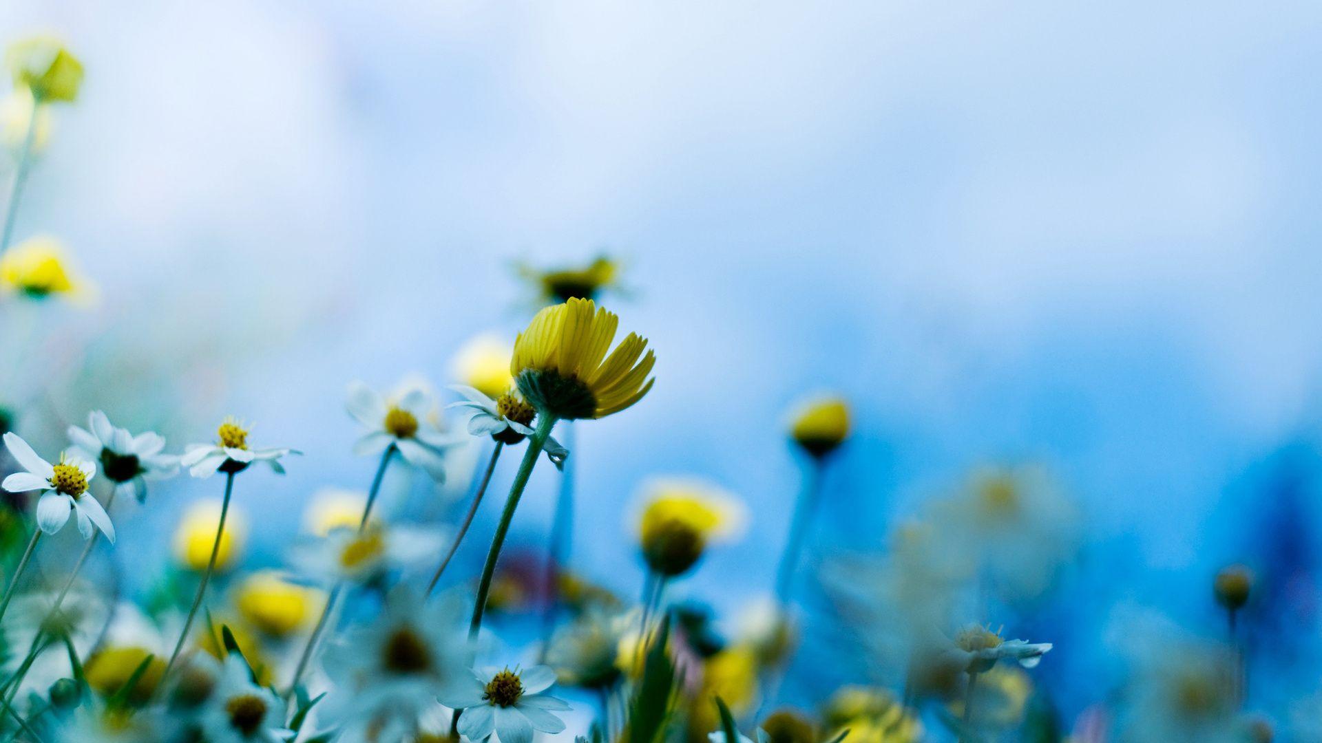Цветочная нежность. fun. Meadow flowers, Yellow flower wallpaper
