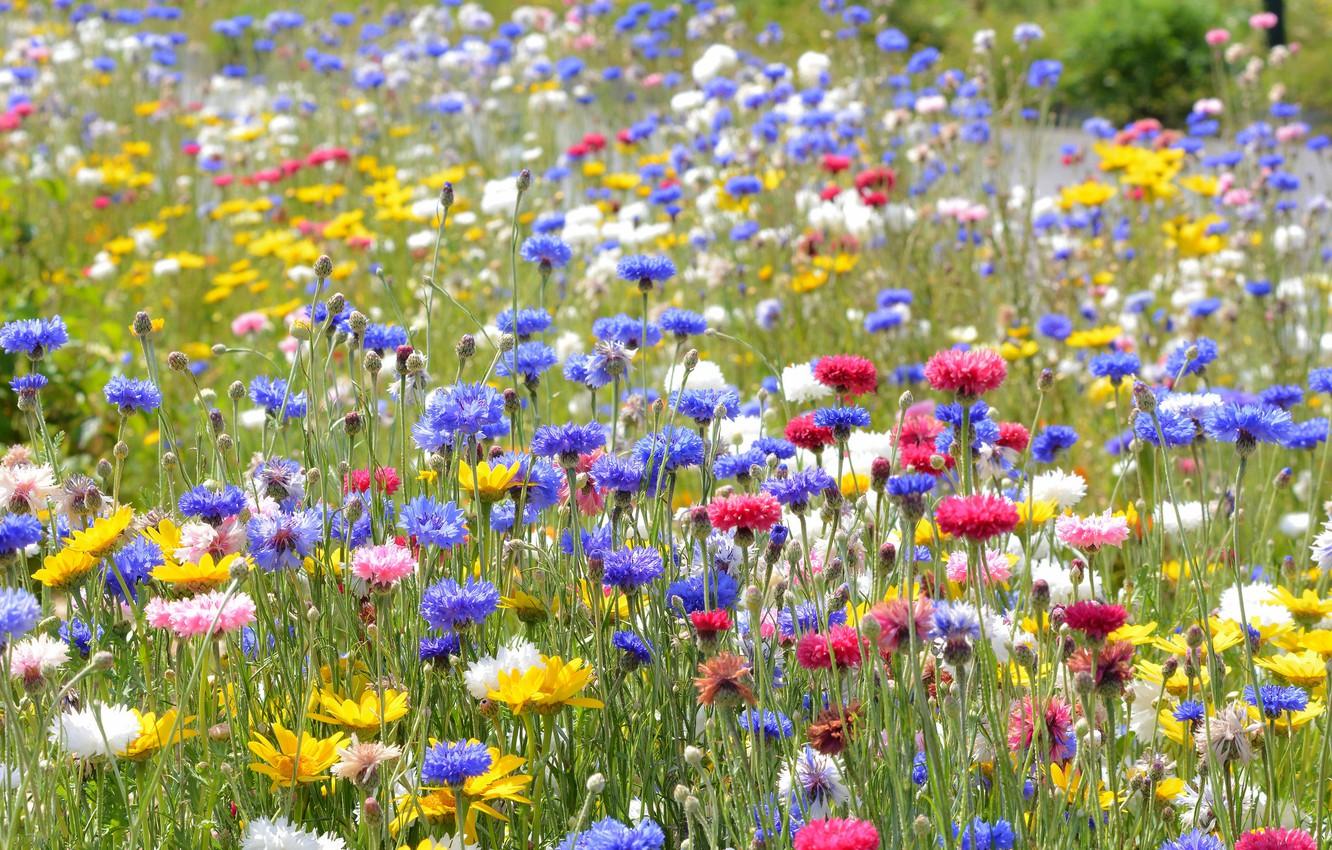 Wallpaper greens, field, summer, flowers, glade, yellow, meadow