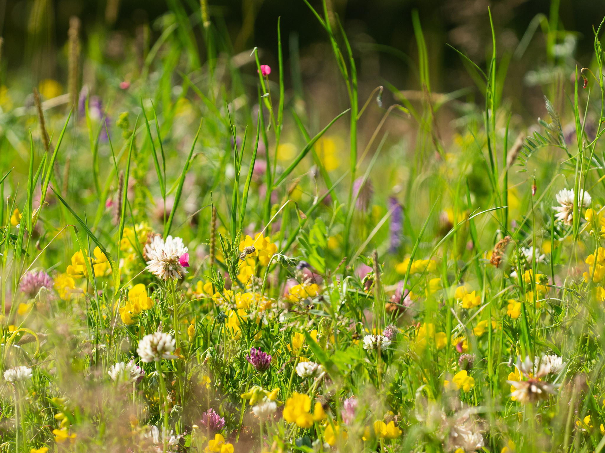 Wildflower Meadows. Oxford Botanic Garden and Arboretum