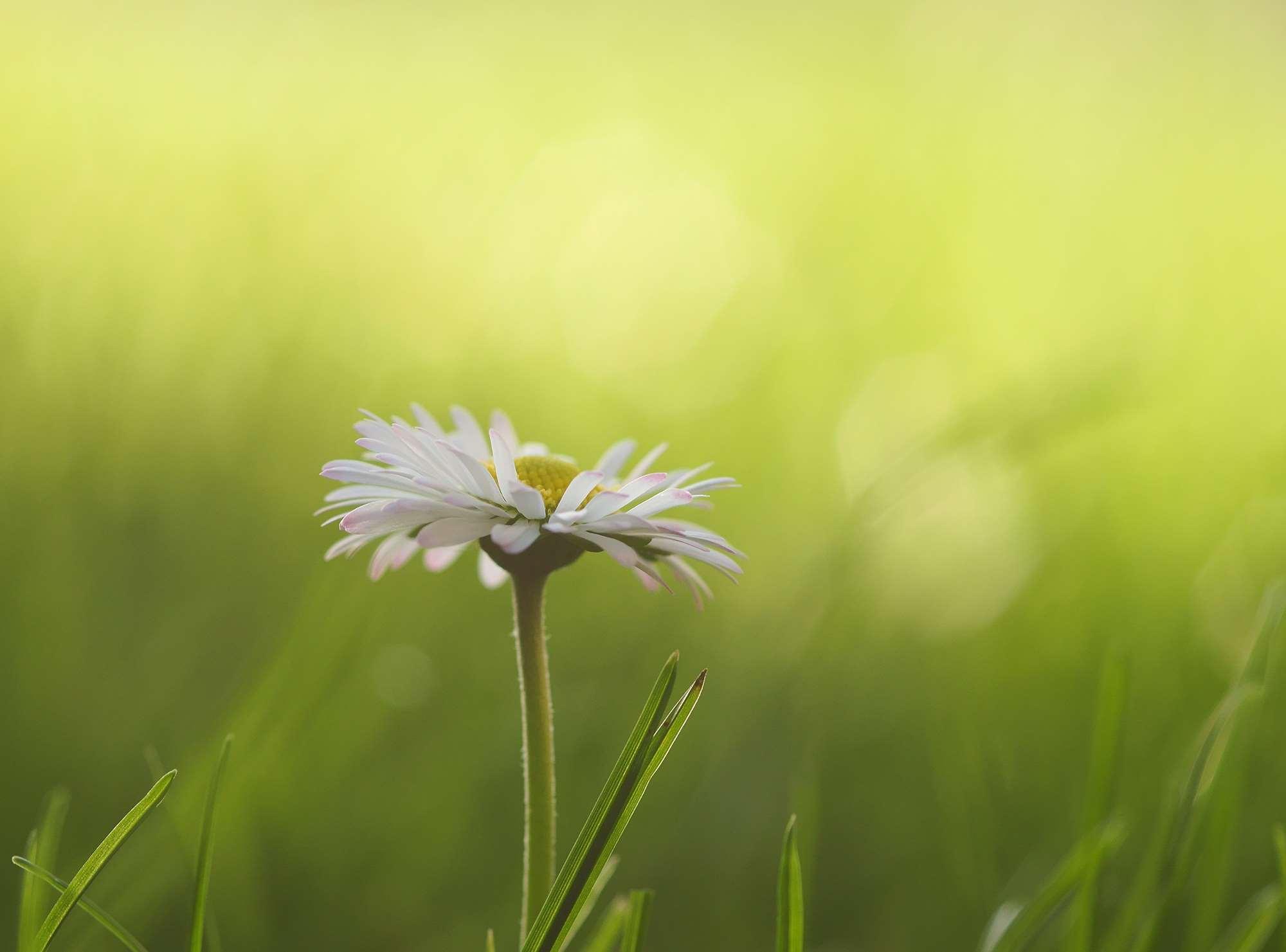 blades of grass, bloom, bokeh, close, daisy, flower meadow