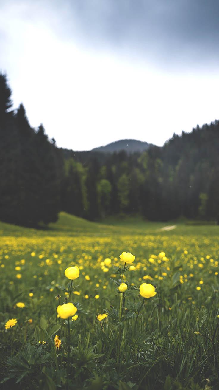 Celebrating Summer with 21 Wildflower iPhone Wallpaper. Preppy