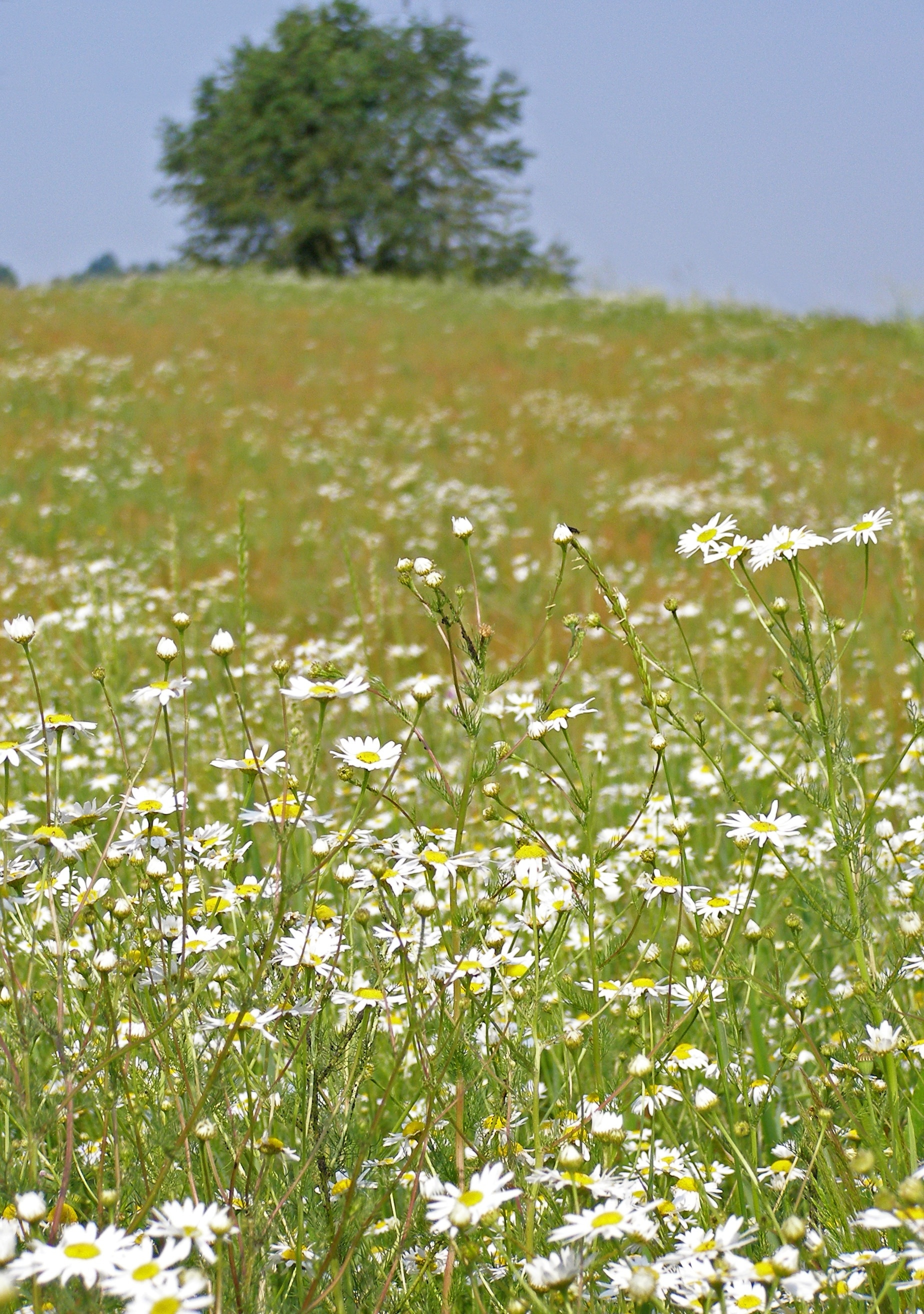 white and yellow cluster flowers free image