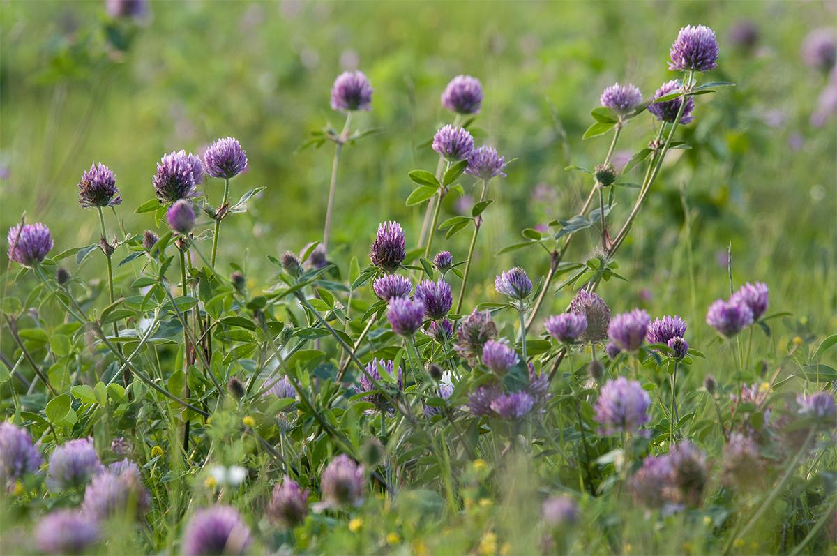 Food Plot Seed: How to Plant Red Clover. Food Plots and Land