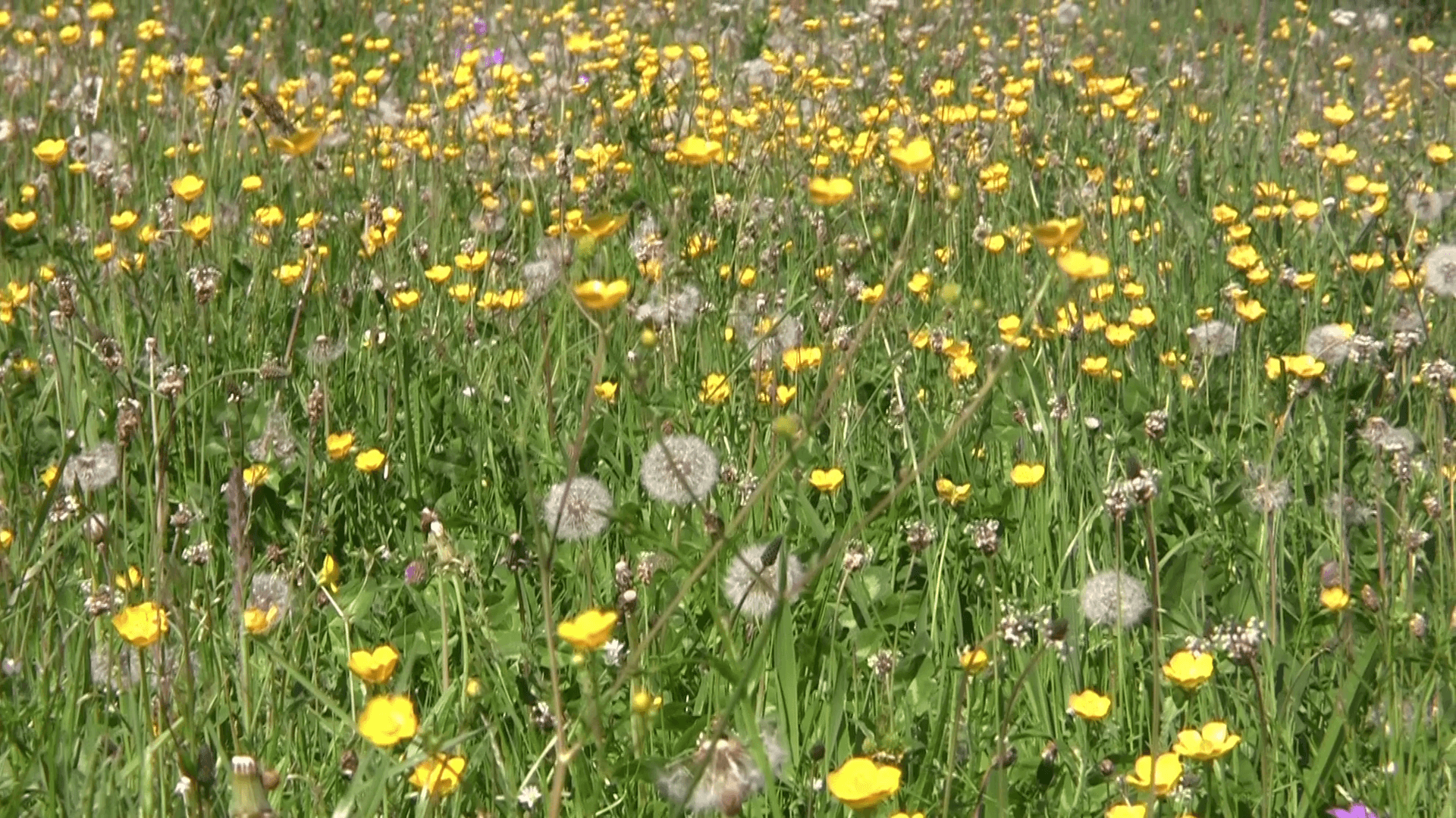 Field with white and yellow wildflowers 76 Stock Video Footage