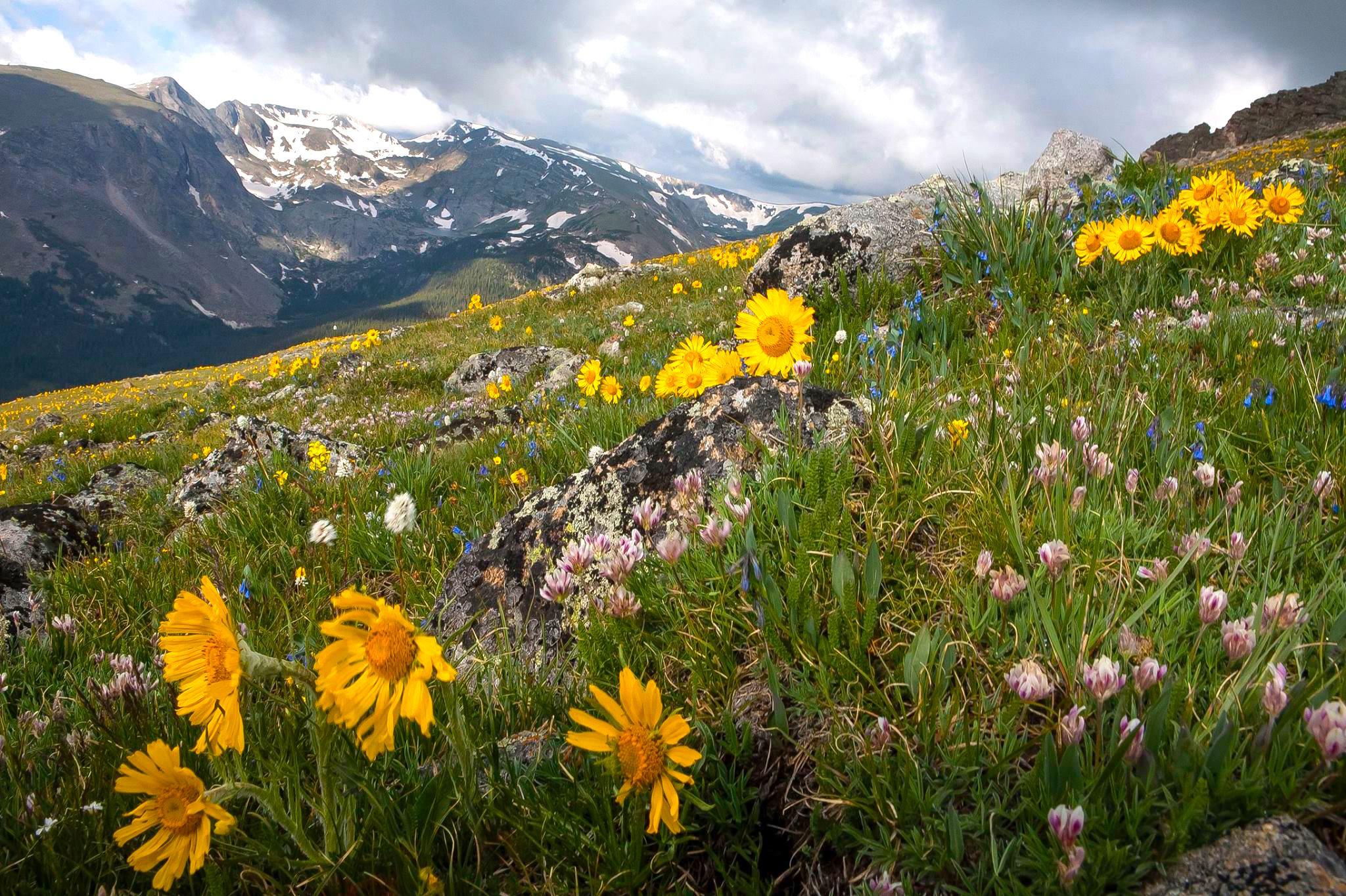 Best Hikes to See Wildflowers This Spring and Summer