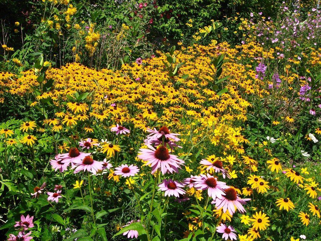 A Wildflower Garden In Your Backyard Know How
