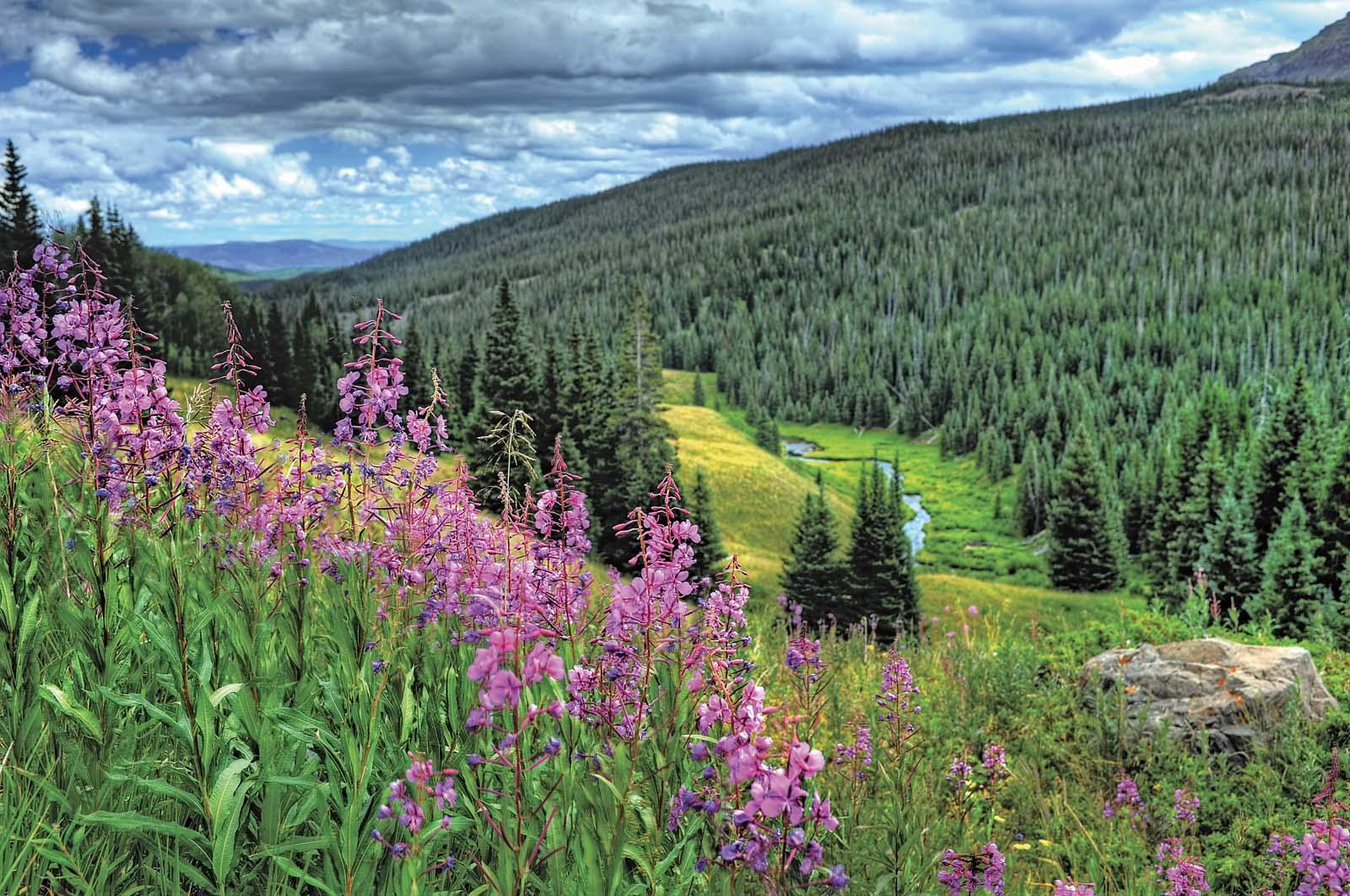 A Guide to Colorado's Spectacular Wildflower Season