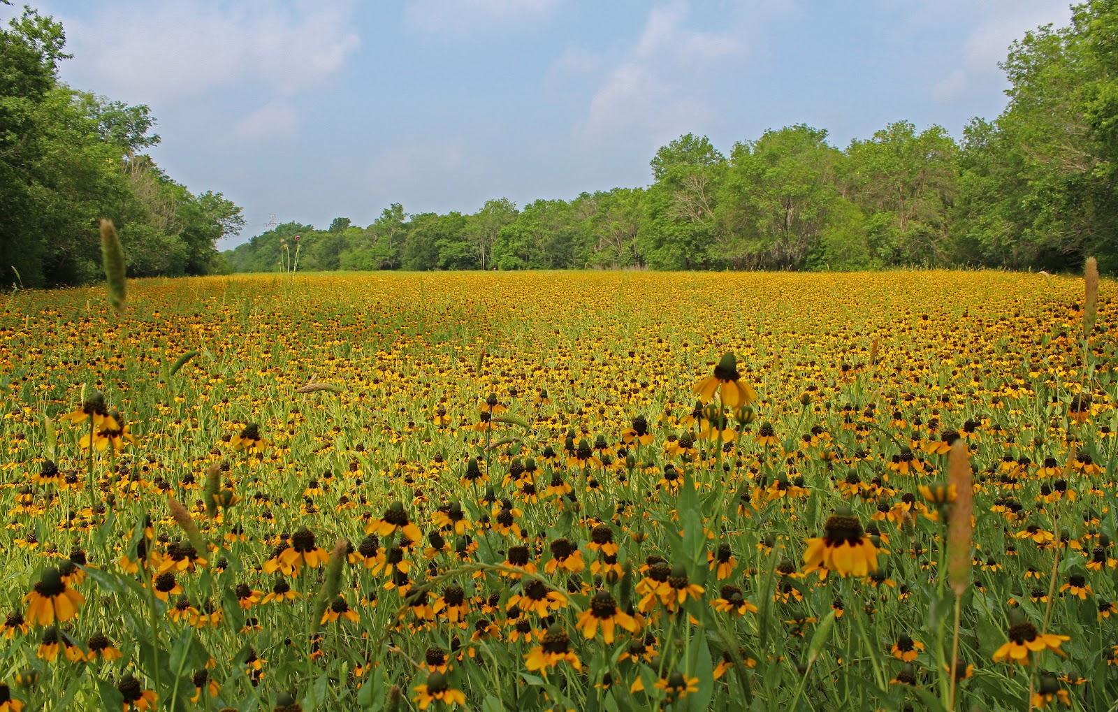 Dallas Trinity Trails: The Largest Wildflower Meadow in Dallas