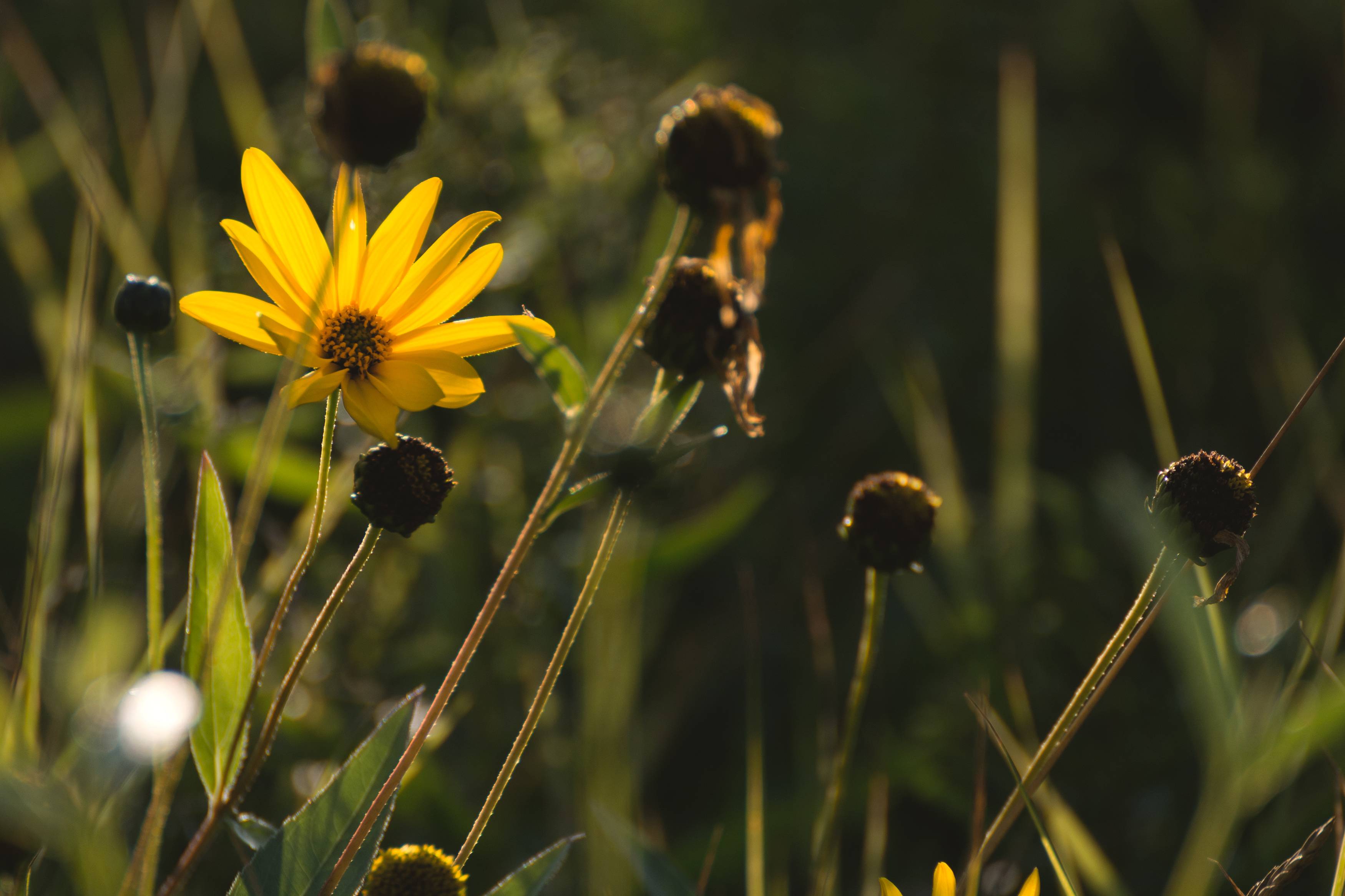 White And Yellow Meadow Wildflowers Wallpapers Wallpaper Cave 2167