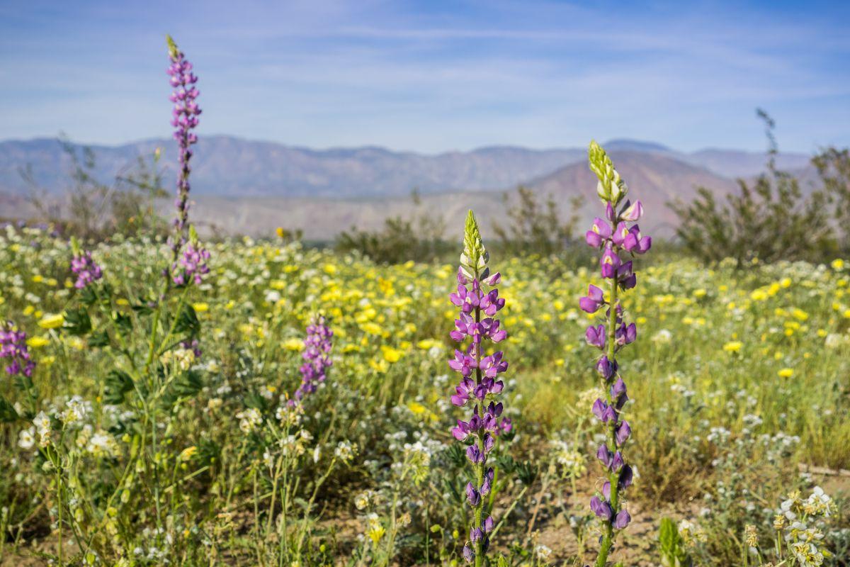 Super bloom: See the gorgeous explosion of wildflowers sweeping