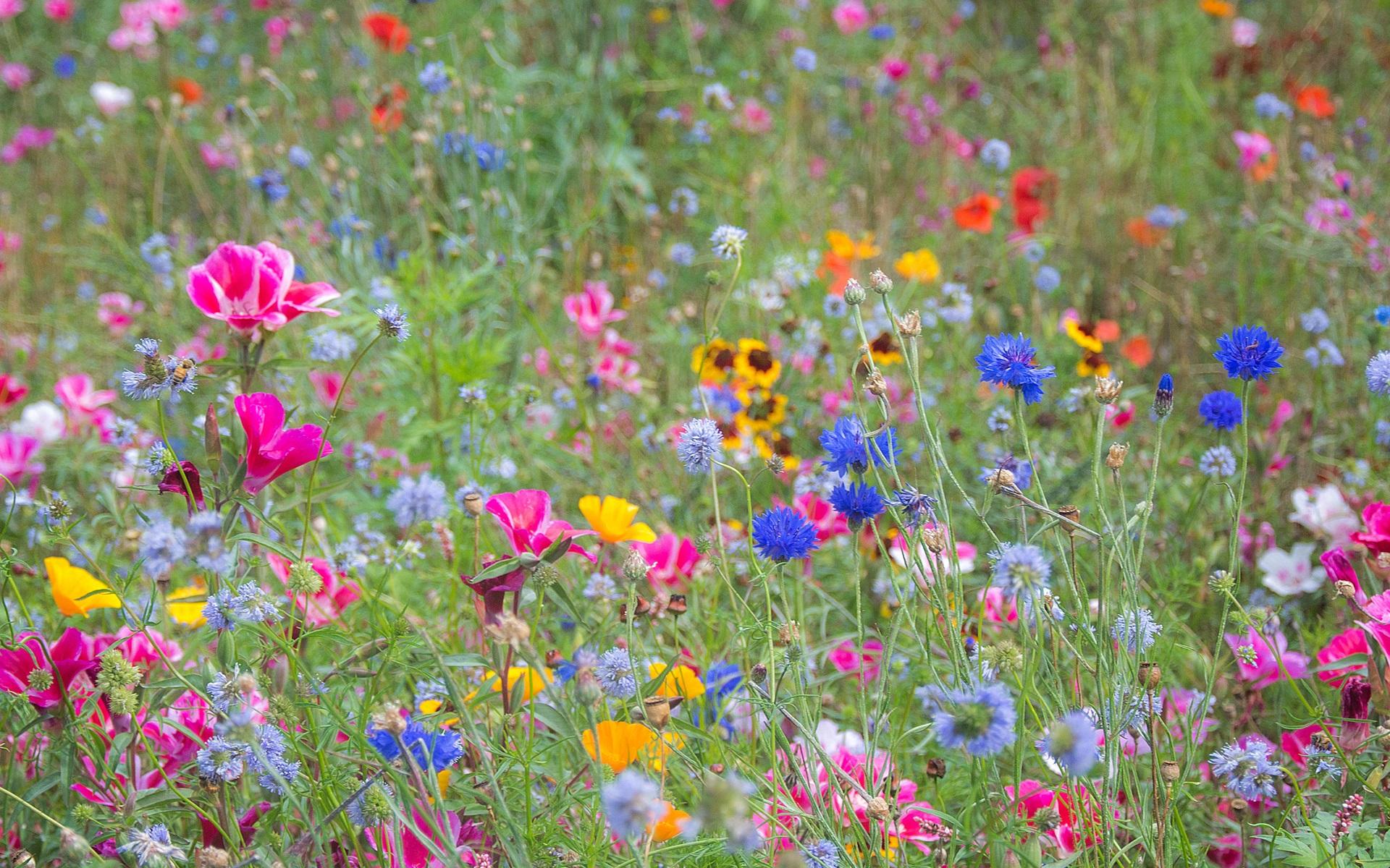 Wallpaper Wildflowers, spring, colorful, pink, yellow, blue