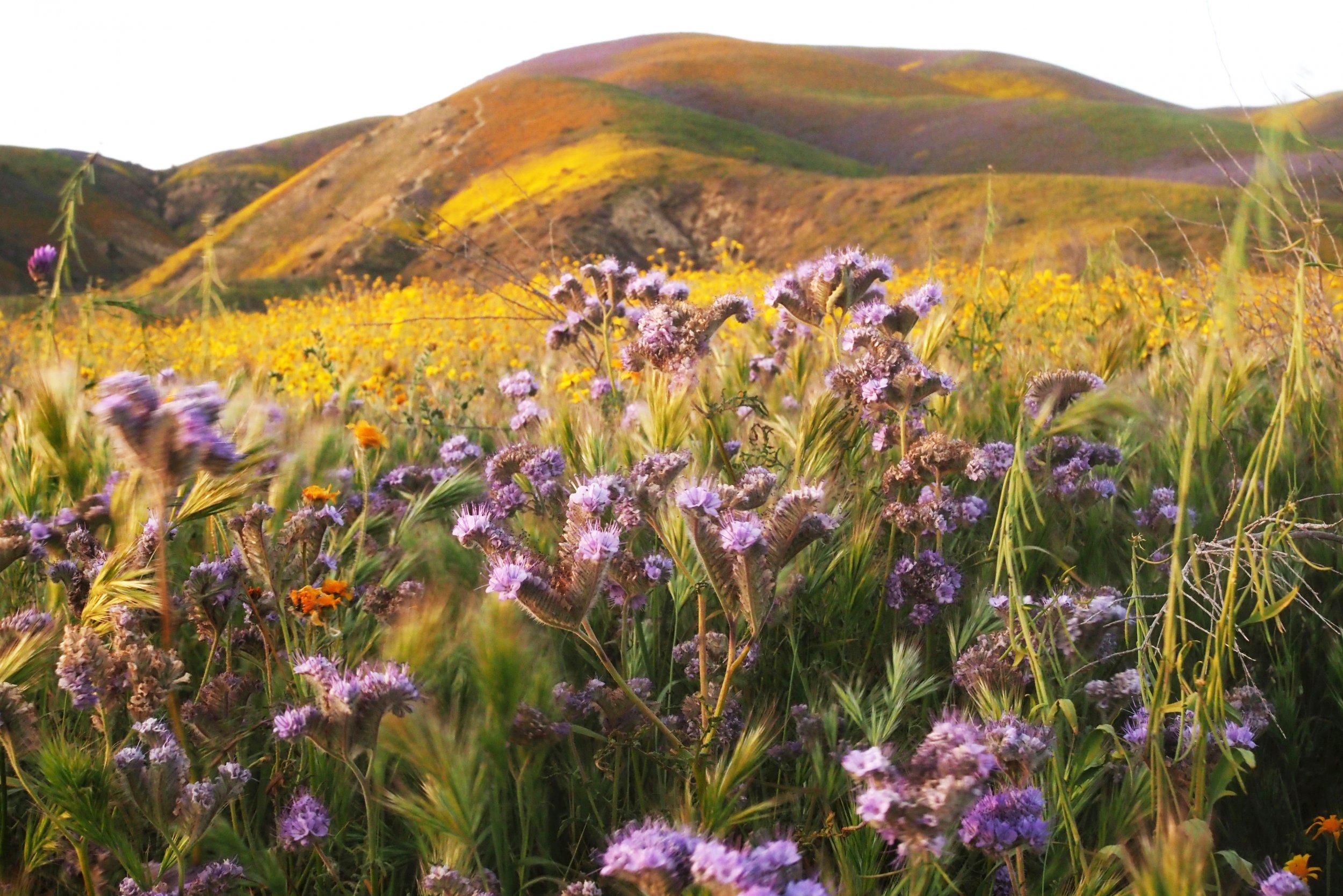 California: Rare 'Super Bloom' Looks Promising, Could See Return