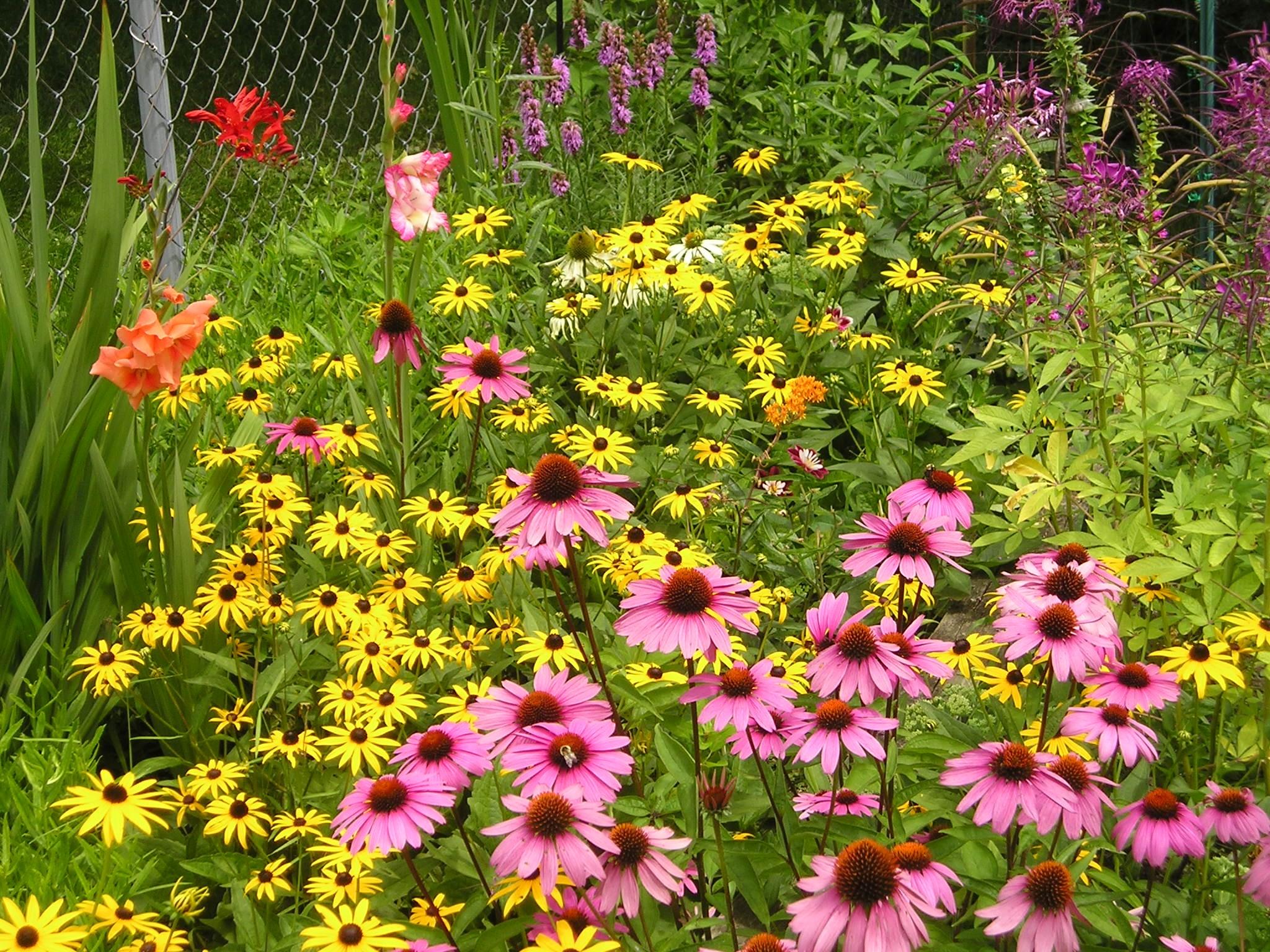 Flower: Donna Brecksville Flowers Summer Garden Wallpaper HD