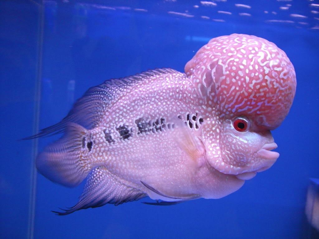 Flowerhorn Cichlid Fish Colorful Fish Swimming In The Aquarium This Is An  Ornamental Fish That Symbolizes The Luck In The Home Of The Asian People  Image HighRes Stock Photo  Getty Images