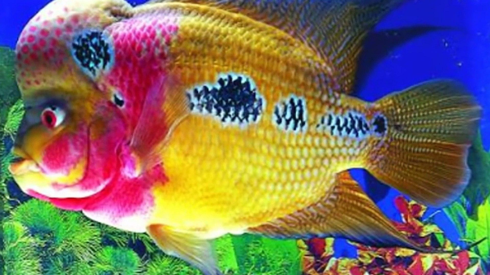 Flower Horn Fish Wallpapers - Wallpaper Cave