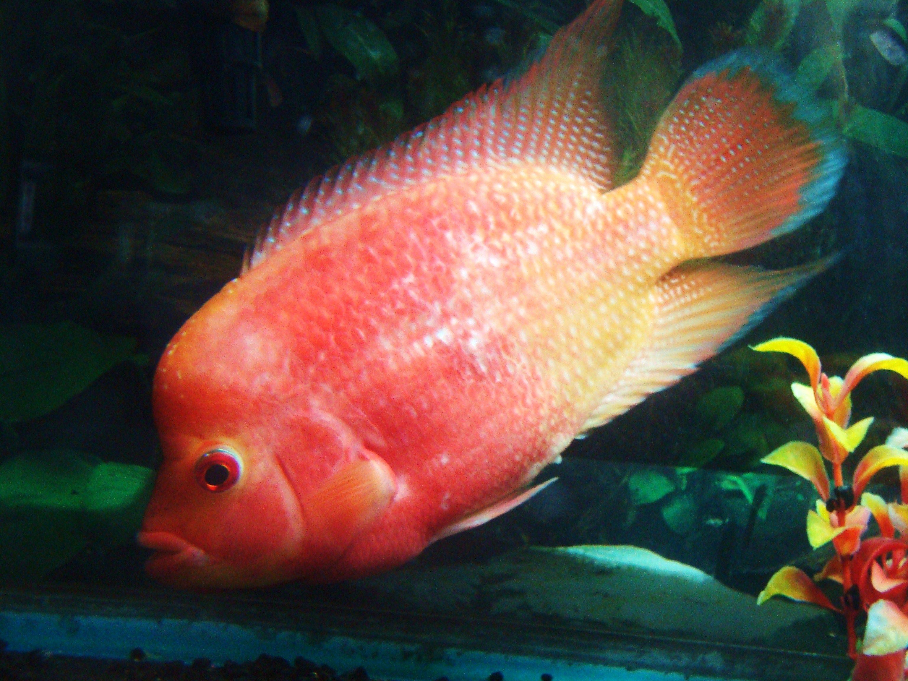 Female, Golden Monkey Fader or Phoenix, she used to have a different