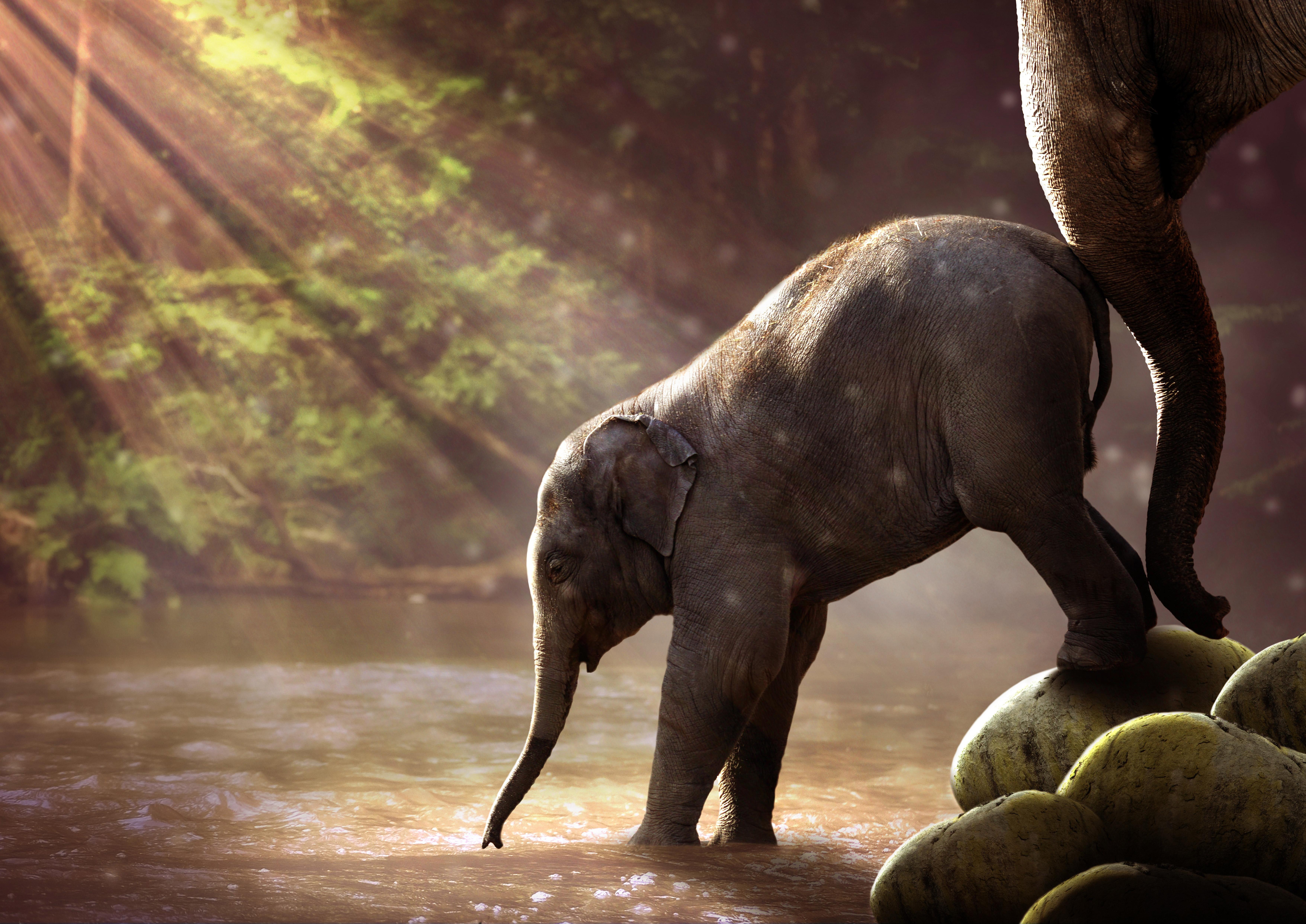 Baby Elephant Drinking Water, HD Animals, 4k Wallpaper, Image