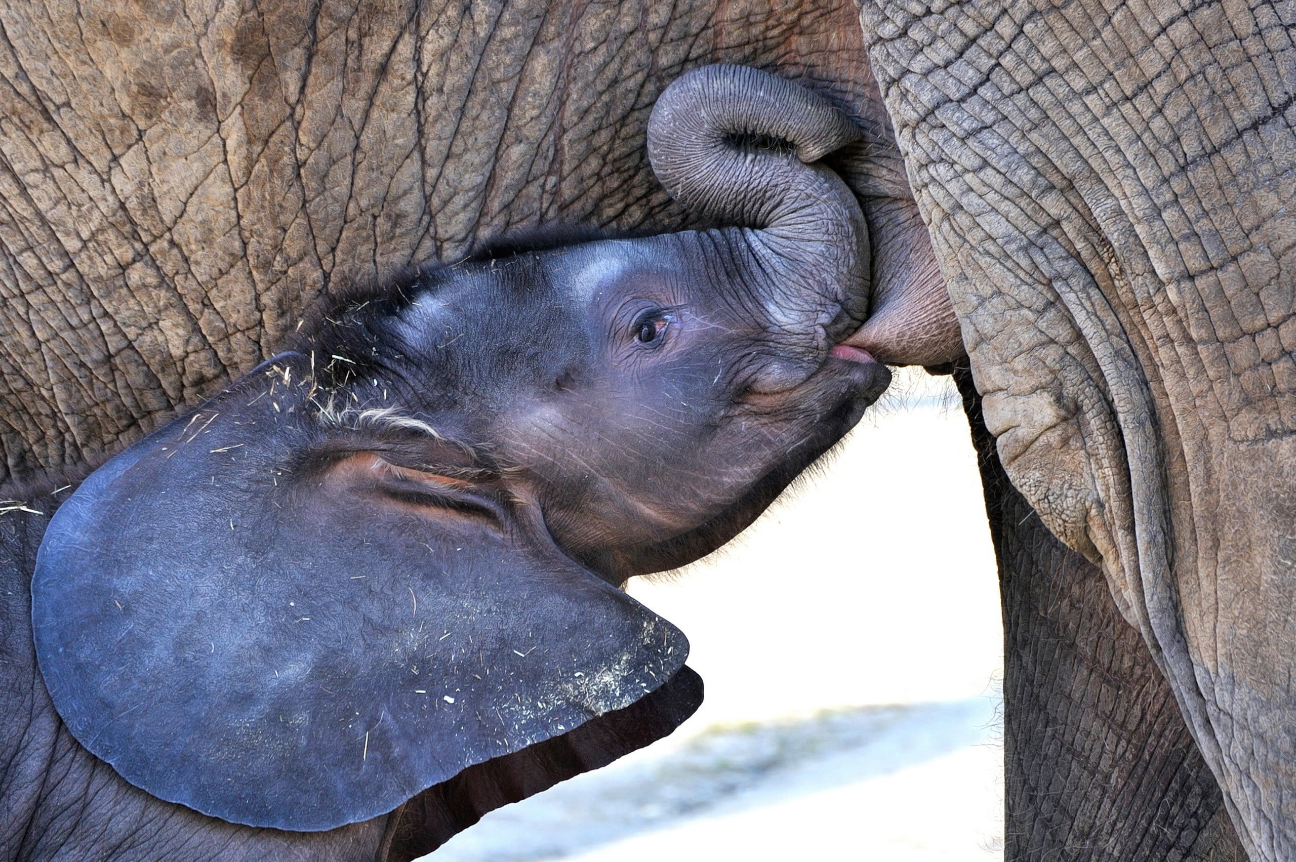 Baby Elephant Wallpaper