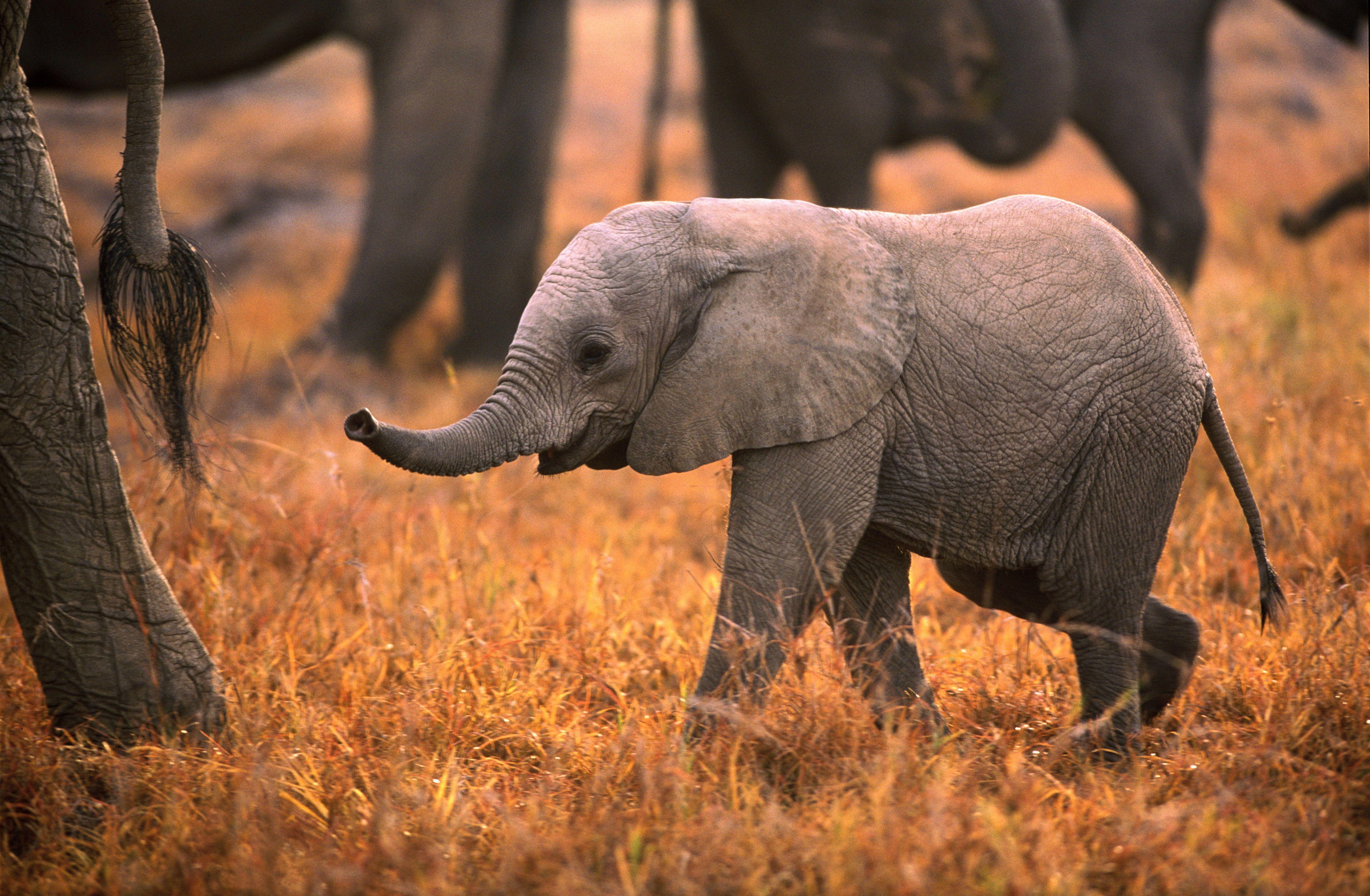 Baby Elephant Desktop Wallpaper