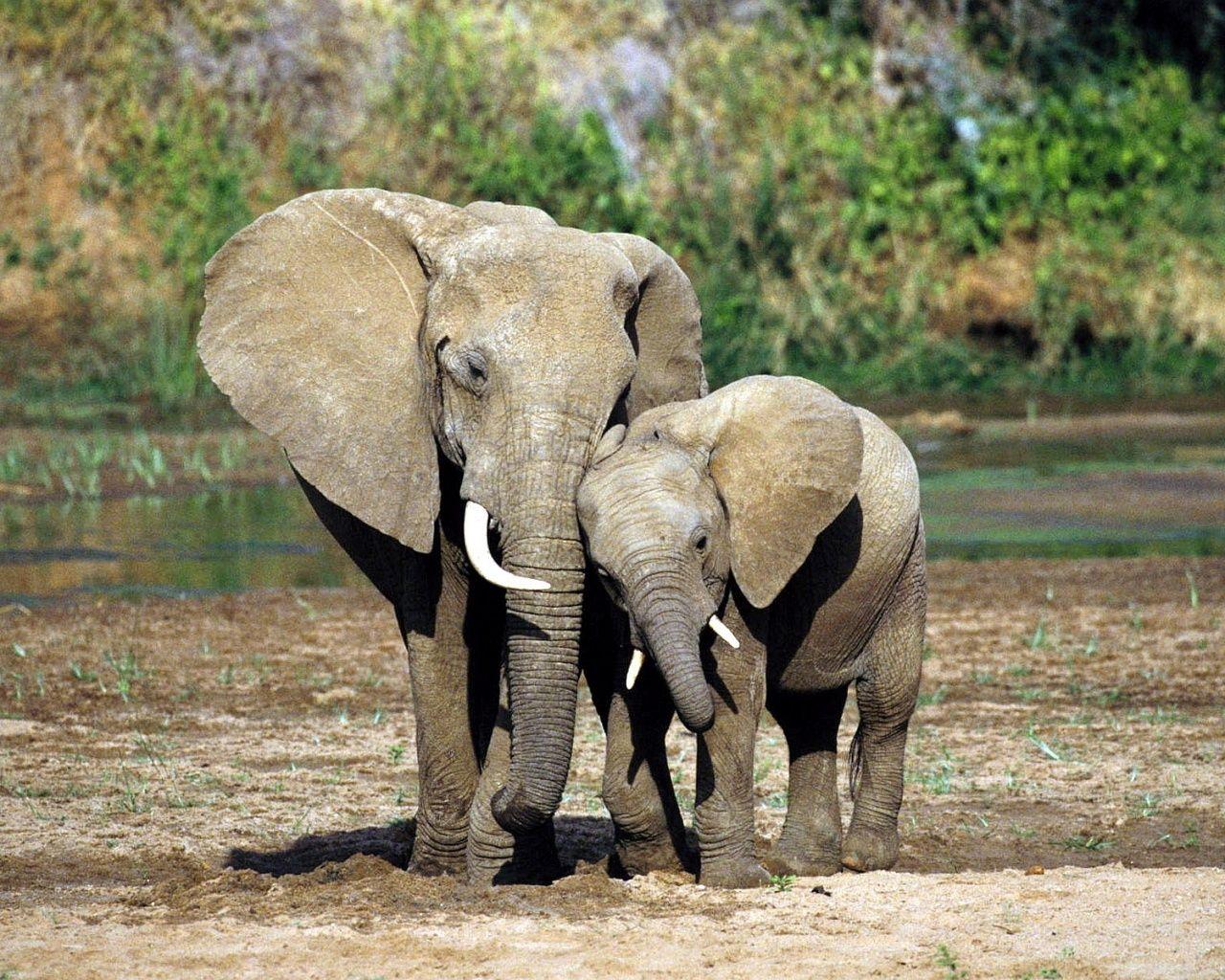 Mother and Baby Elephant. Description: The Wallpaper above is